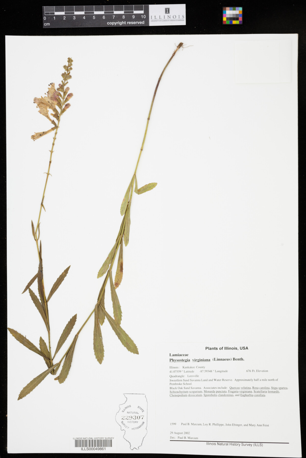 Physostegia virginiana image
