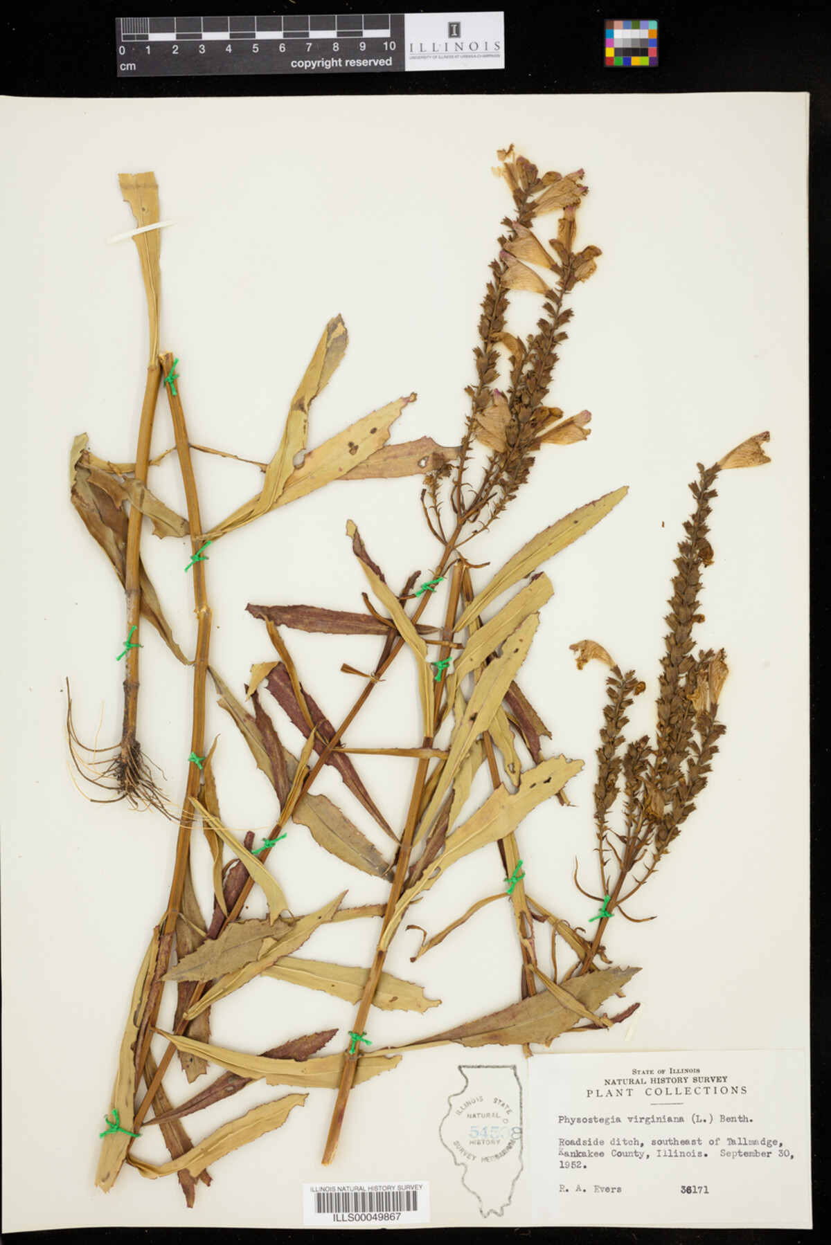 Physostegia virginiana image