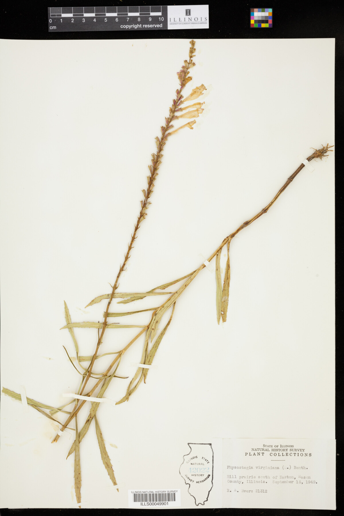 Physostegia image