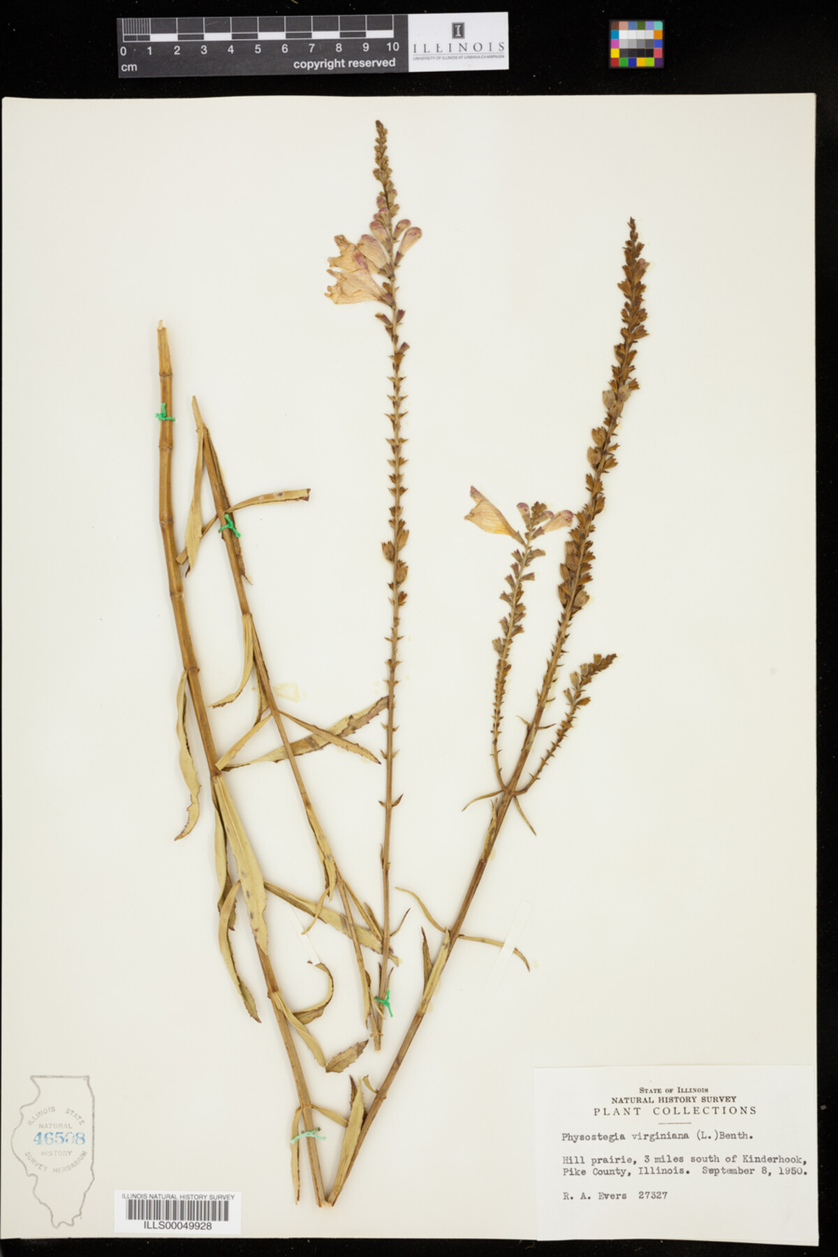 Physostegia virginiana image