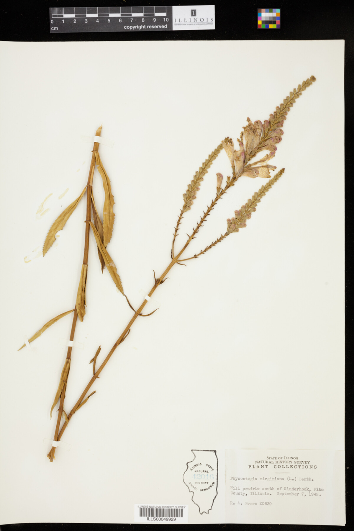 Physostegia virginiana image