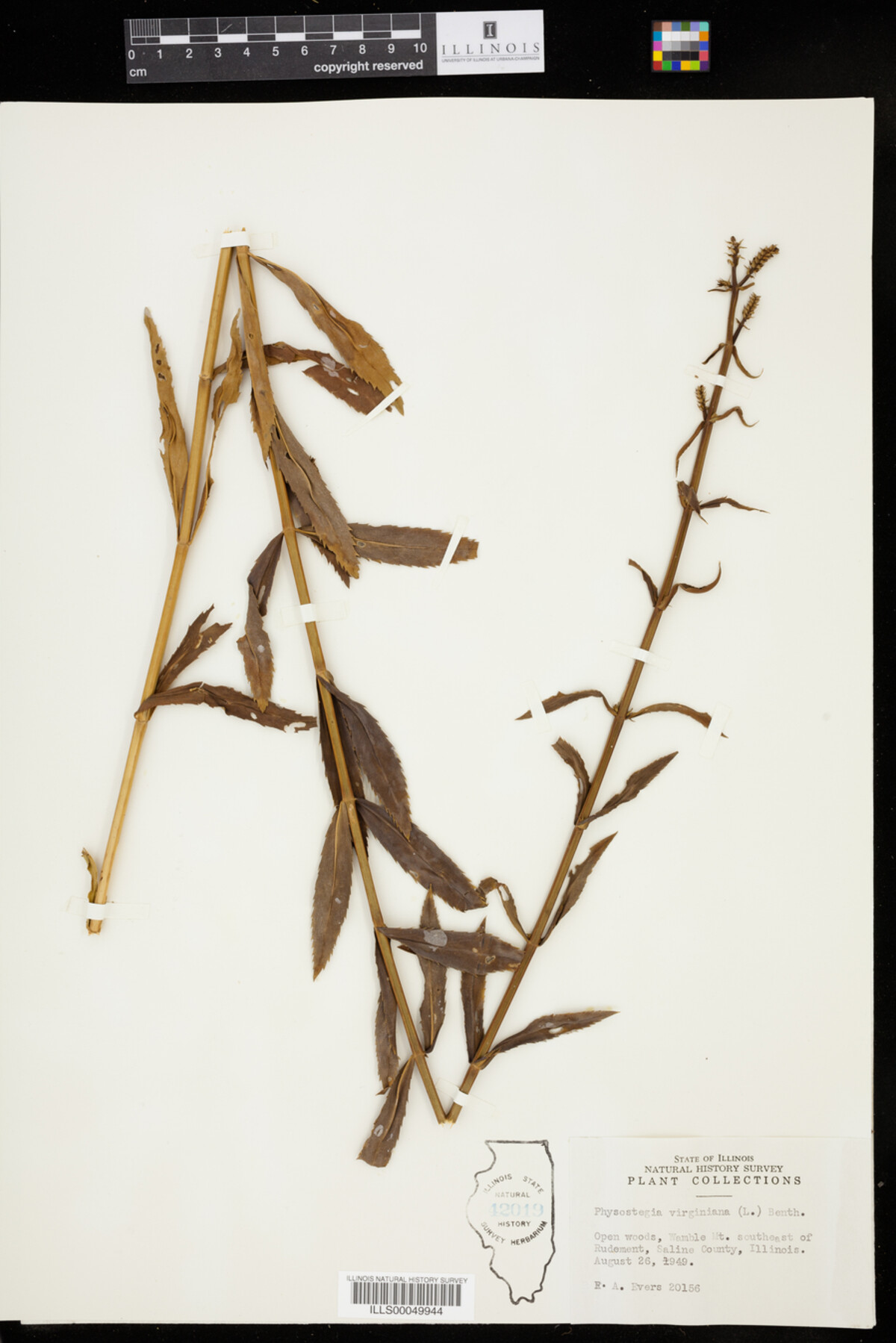 Physostegia virginiana image