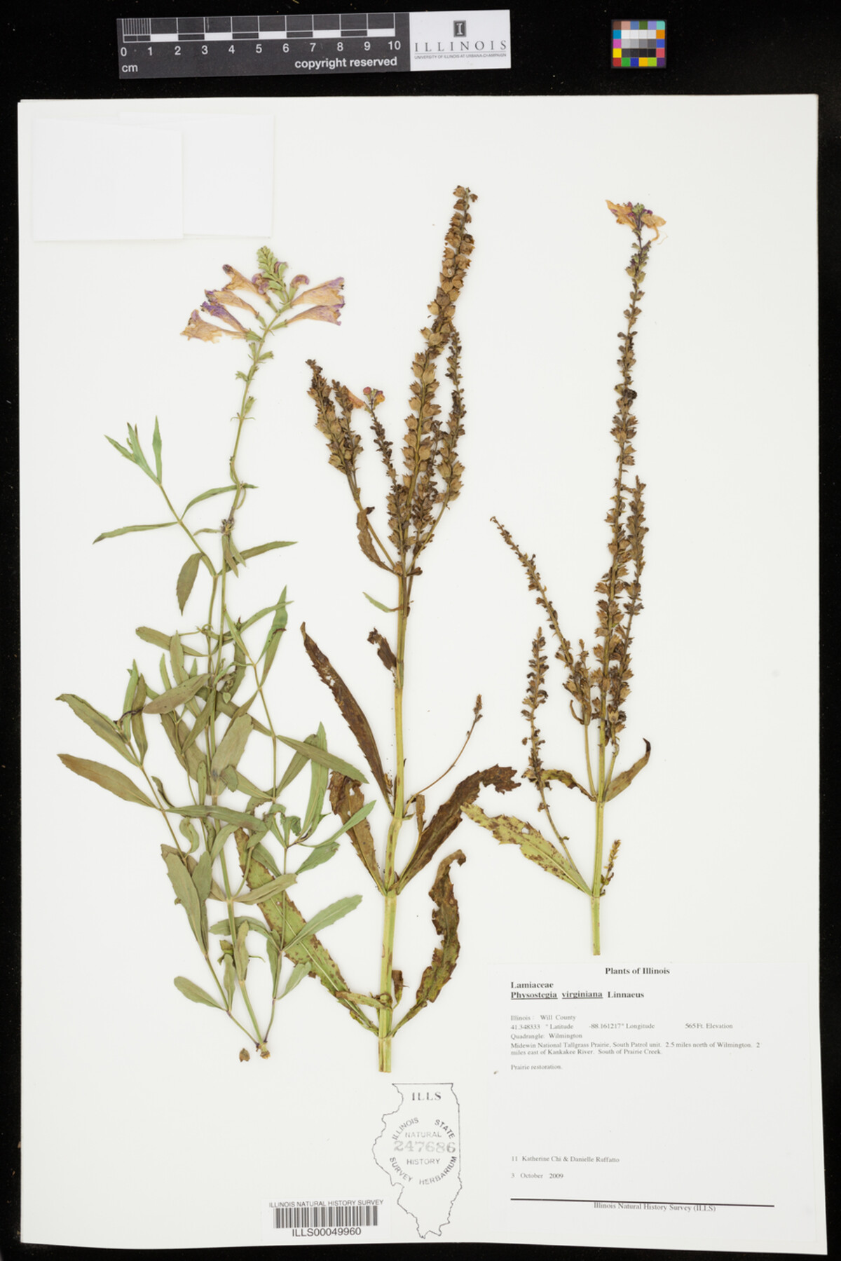 Physostegia virginiana image