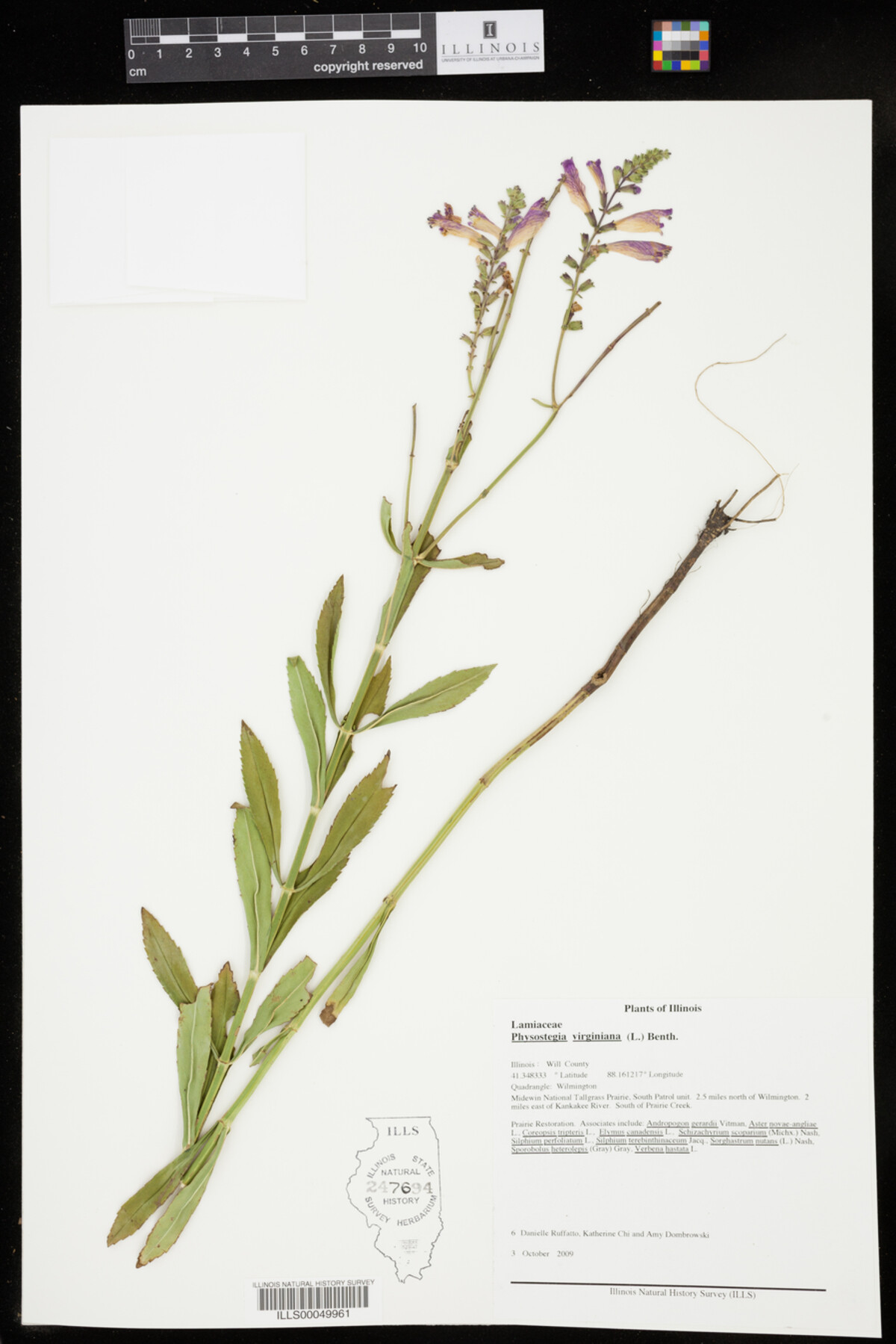 Physostegia virginiana image