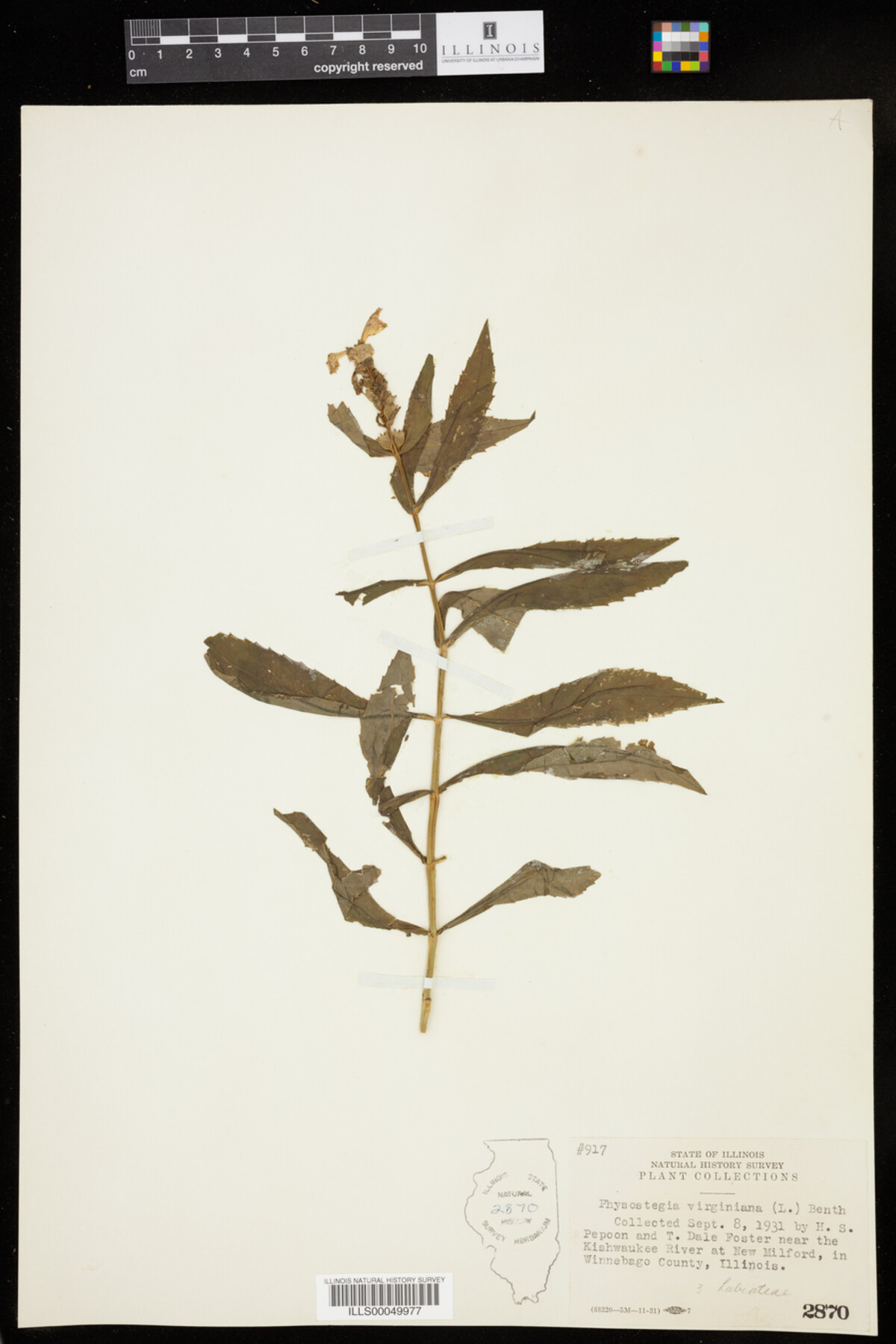 Physostegia virginiana image