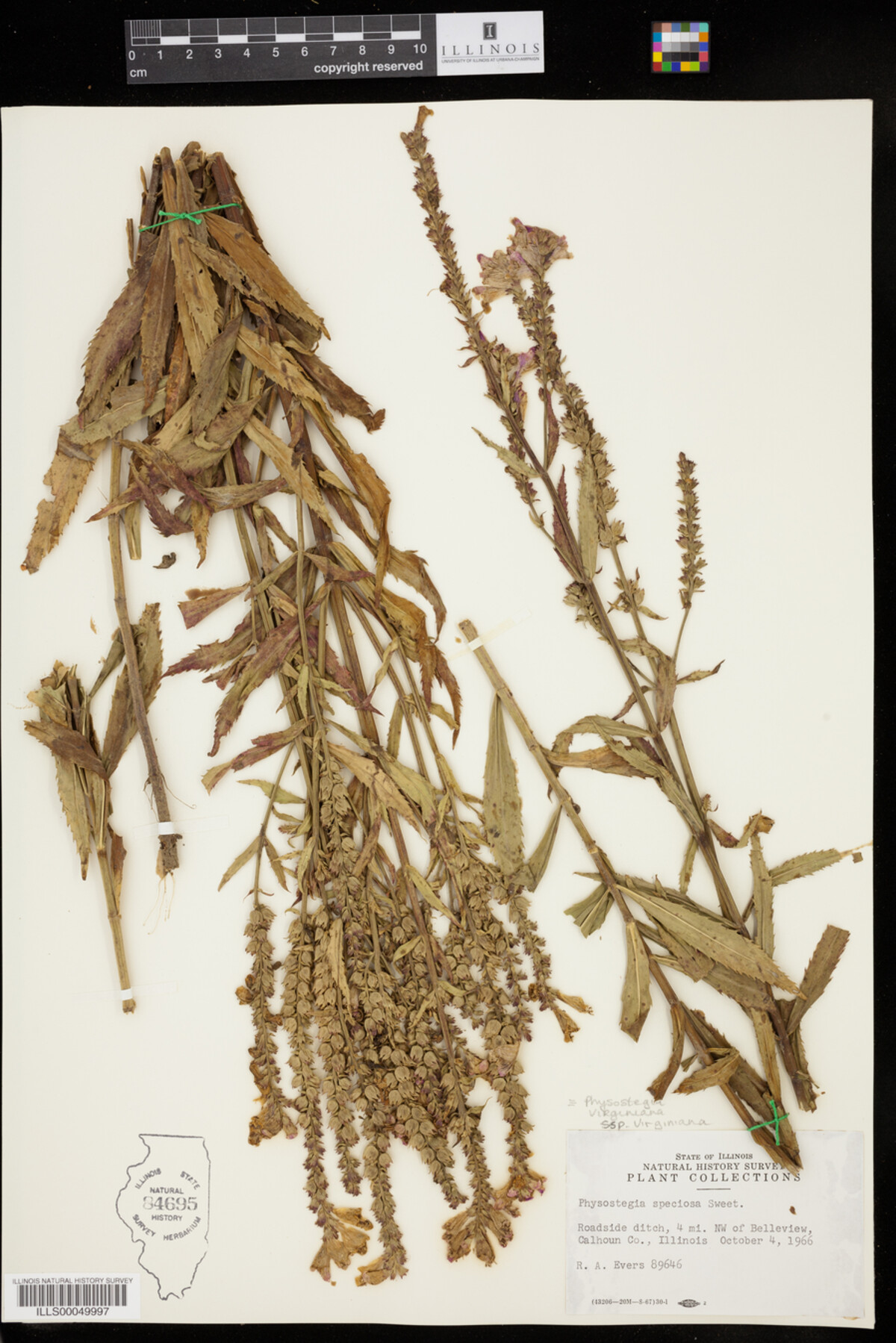 Physostegia virginiana ssp. virginiana image