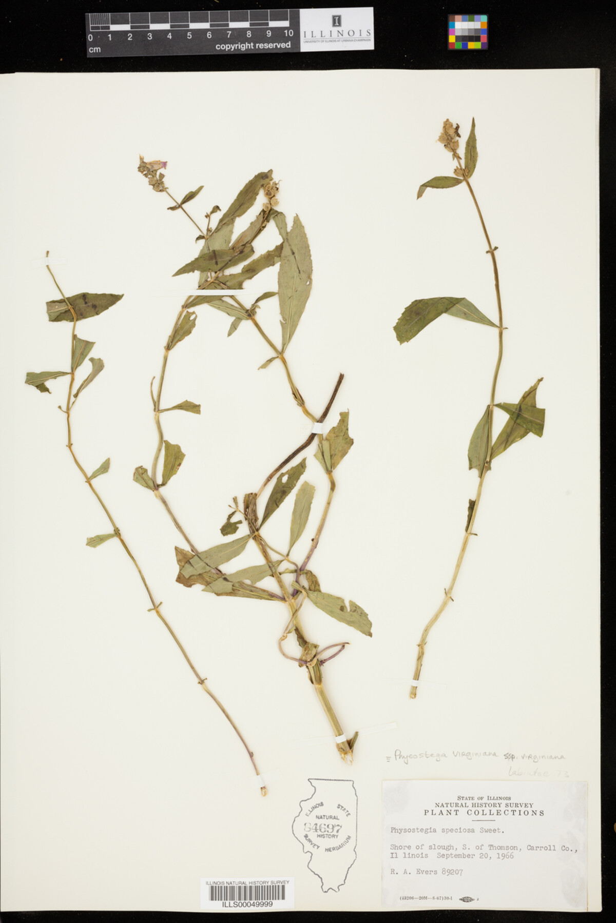 Physostegia virginiana ssp. virginiana image