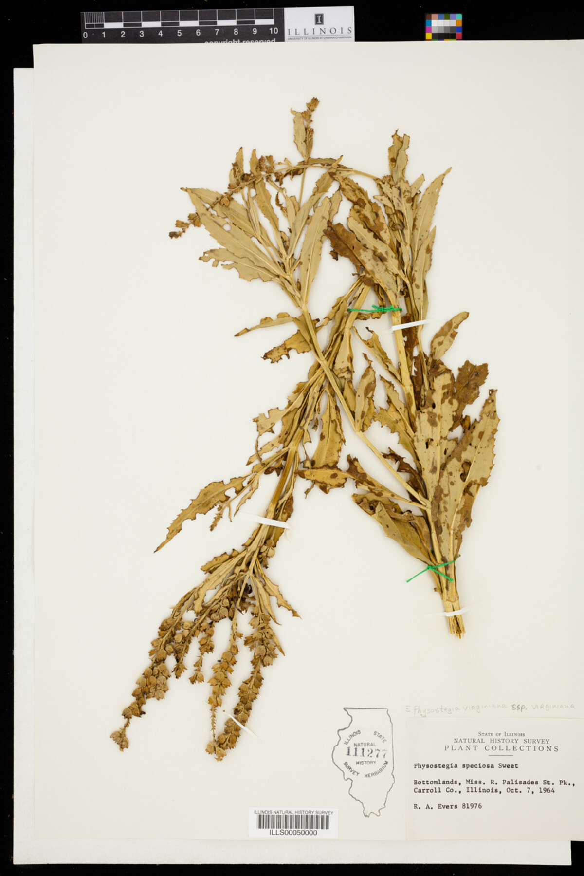 Physostegia virginiana ssp. virginiana image