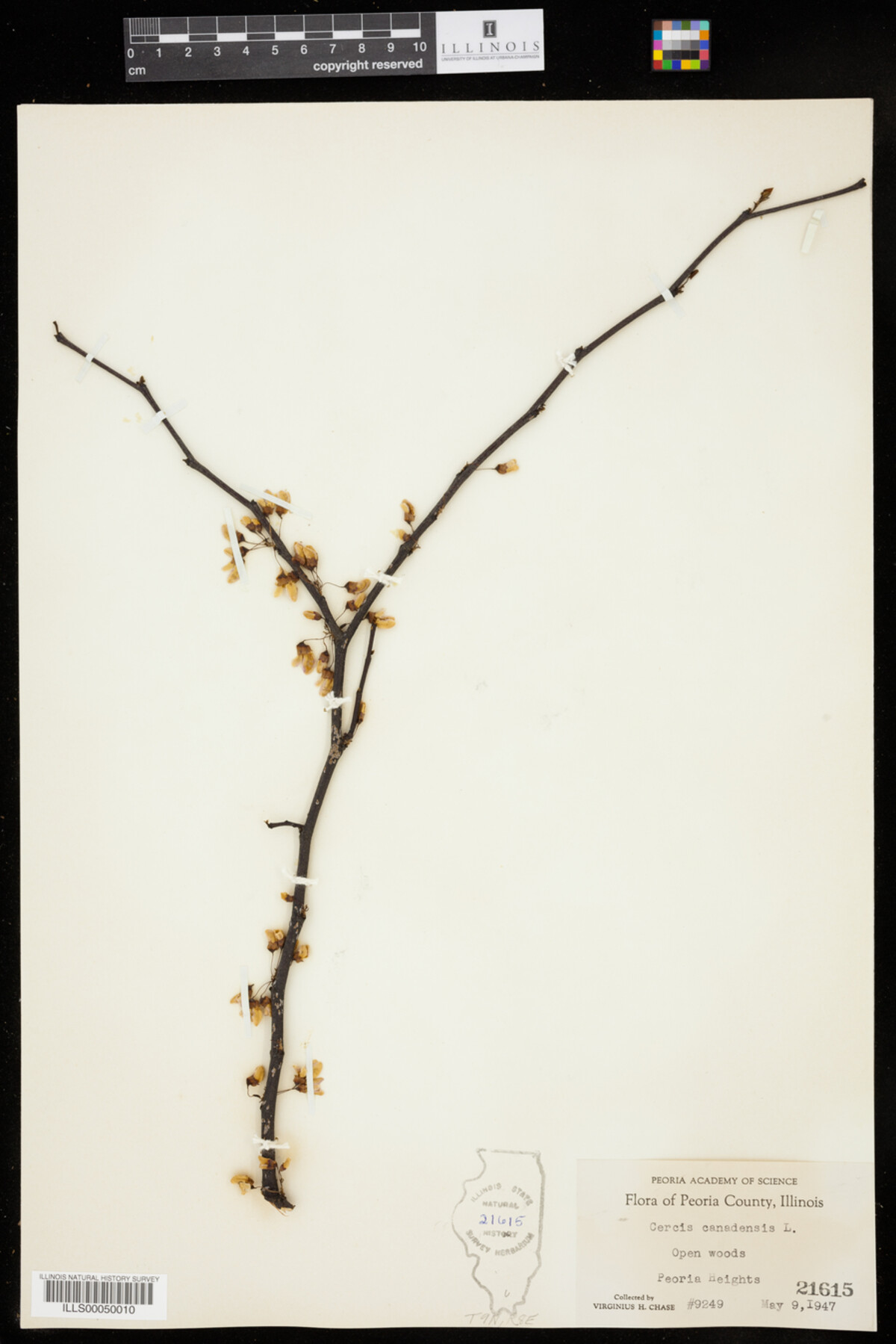 Cercis canadensis image