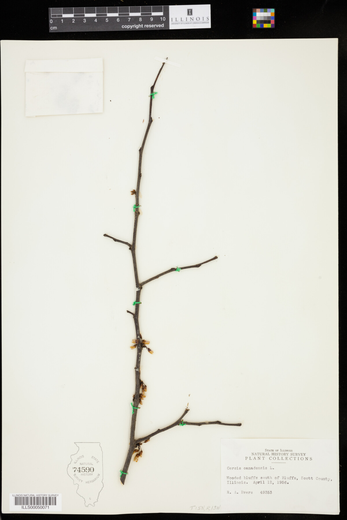 Cercis image