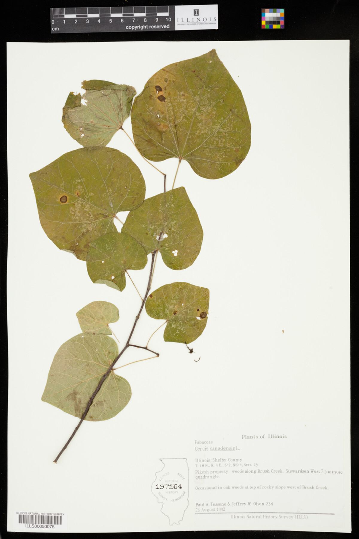 Cercis canadensis image