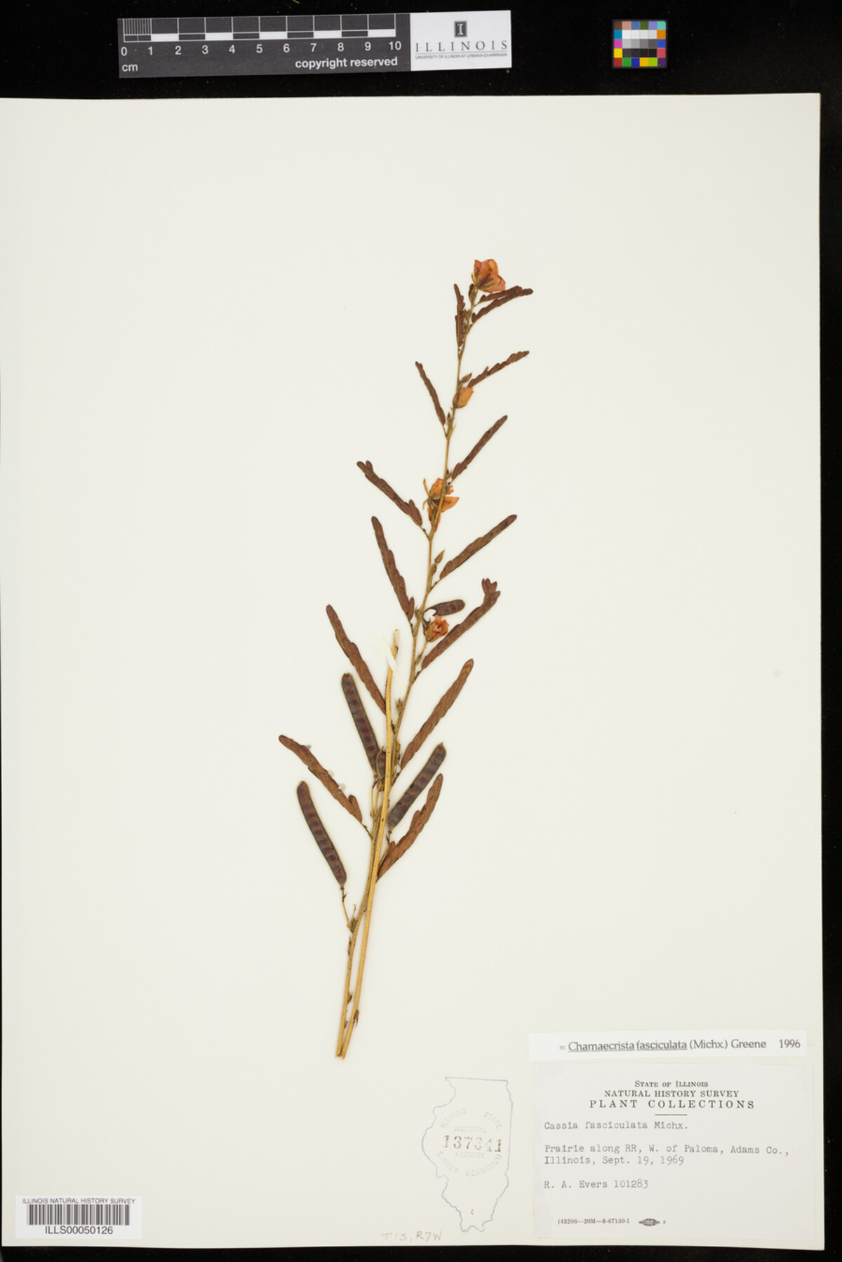 Chamaecrista fasciculata image