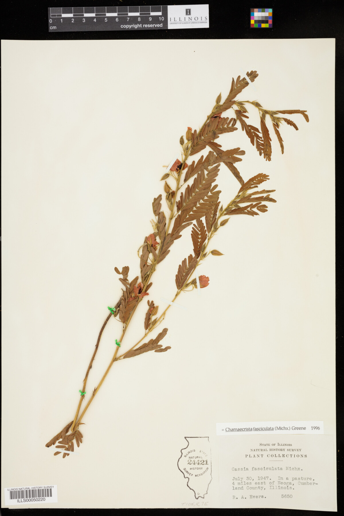 Chamaecrista fasciculata image