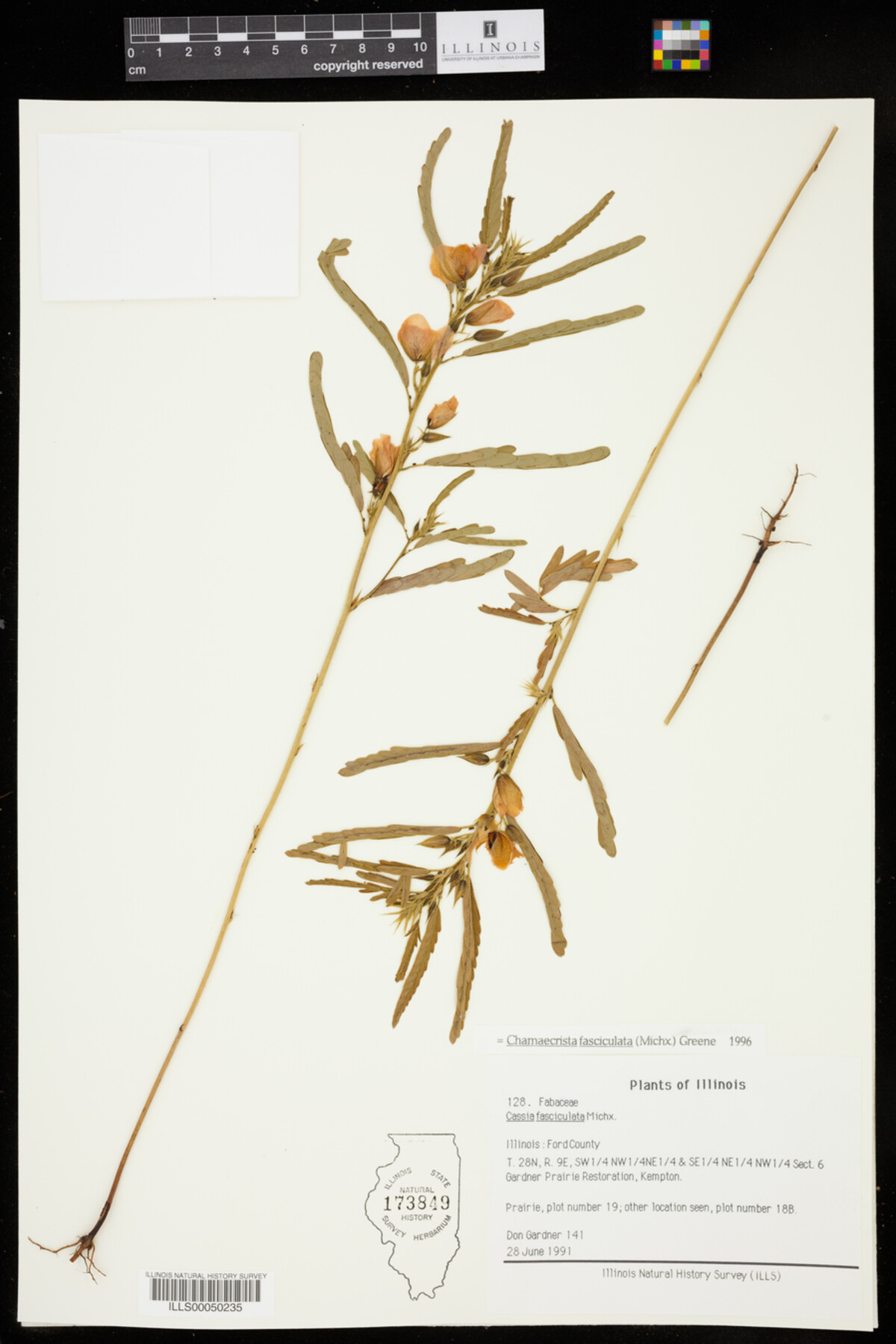 Chamaecrista fasciculata image
