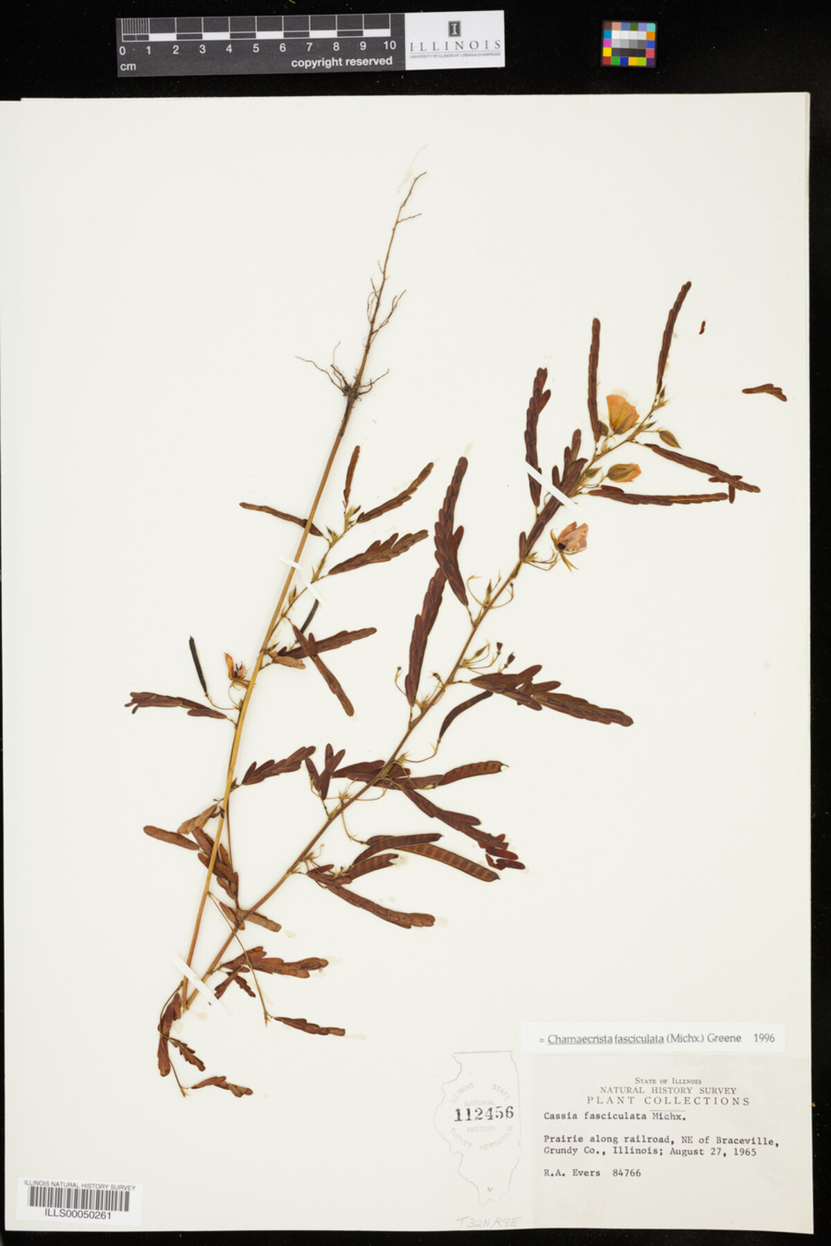 Chamaecrista fasciculata image