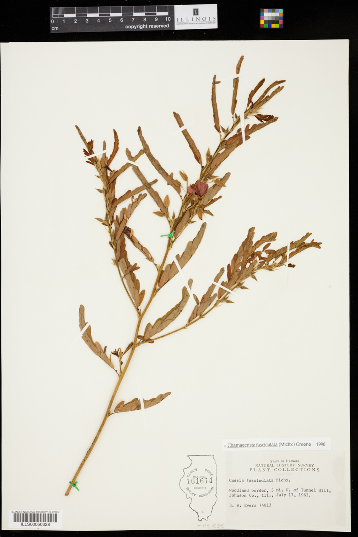 Chamaecrista fasciculata image