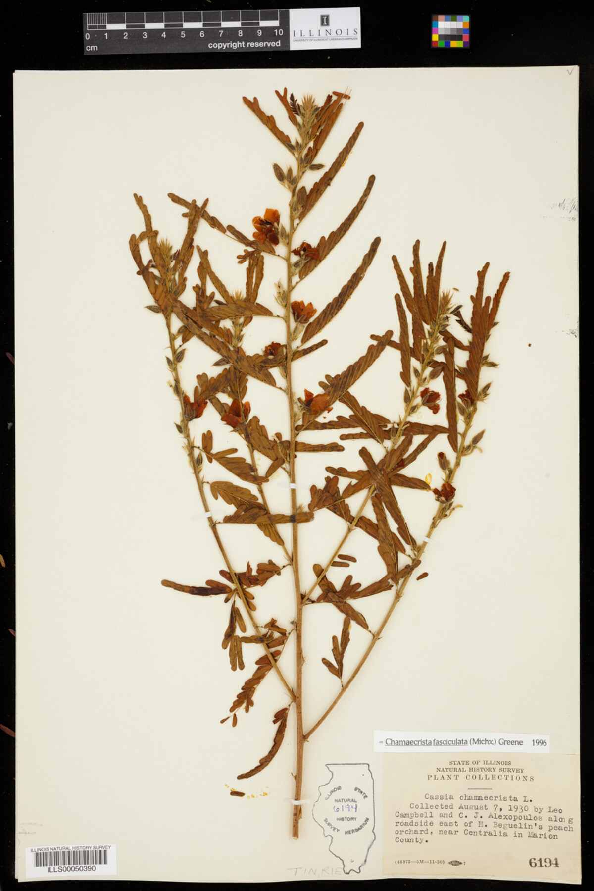 Chamaecrista fasciculata image