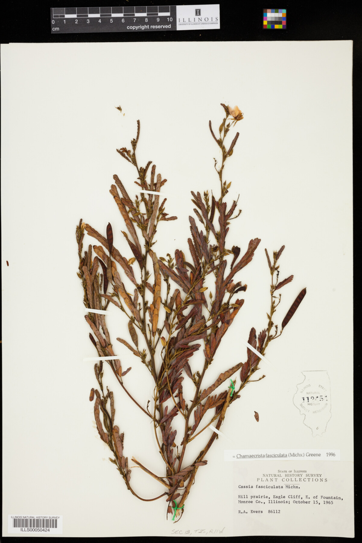 Chamaecrista fasciculata image