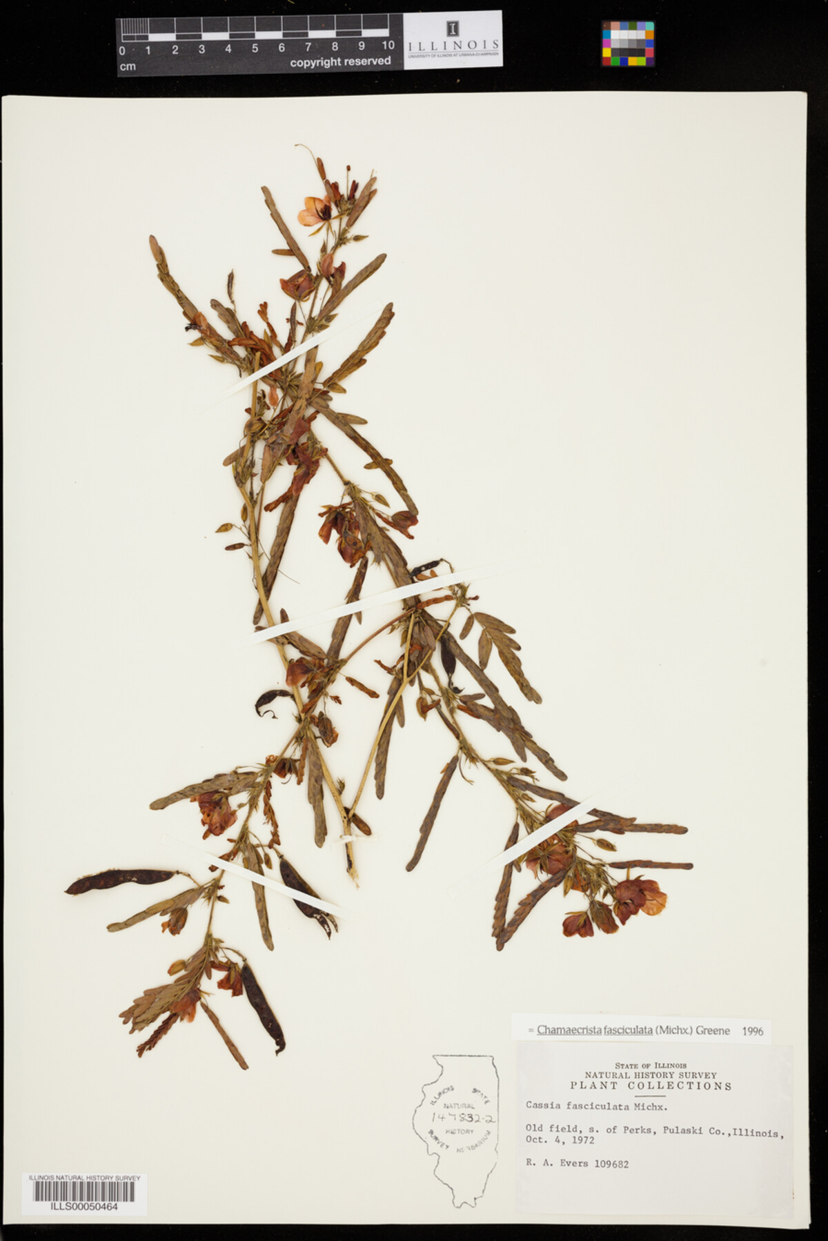 Chamaecrista fasciculata image