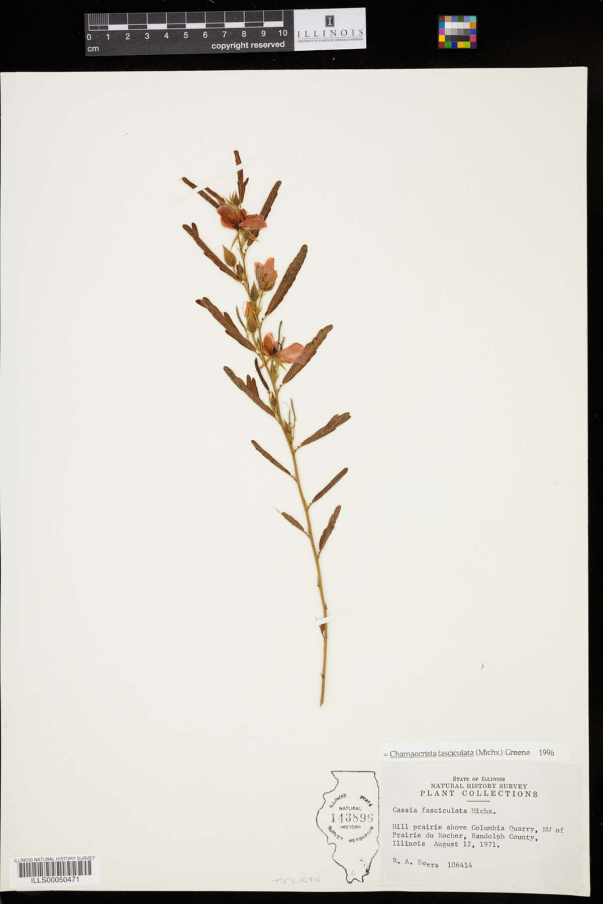 Chamaecrista fasciculata image