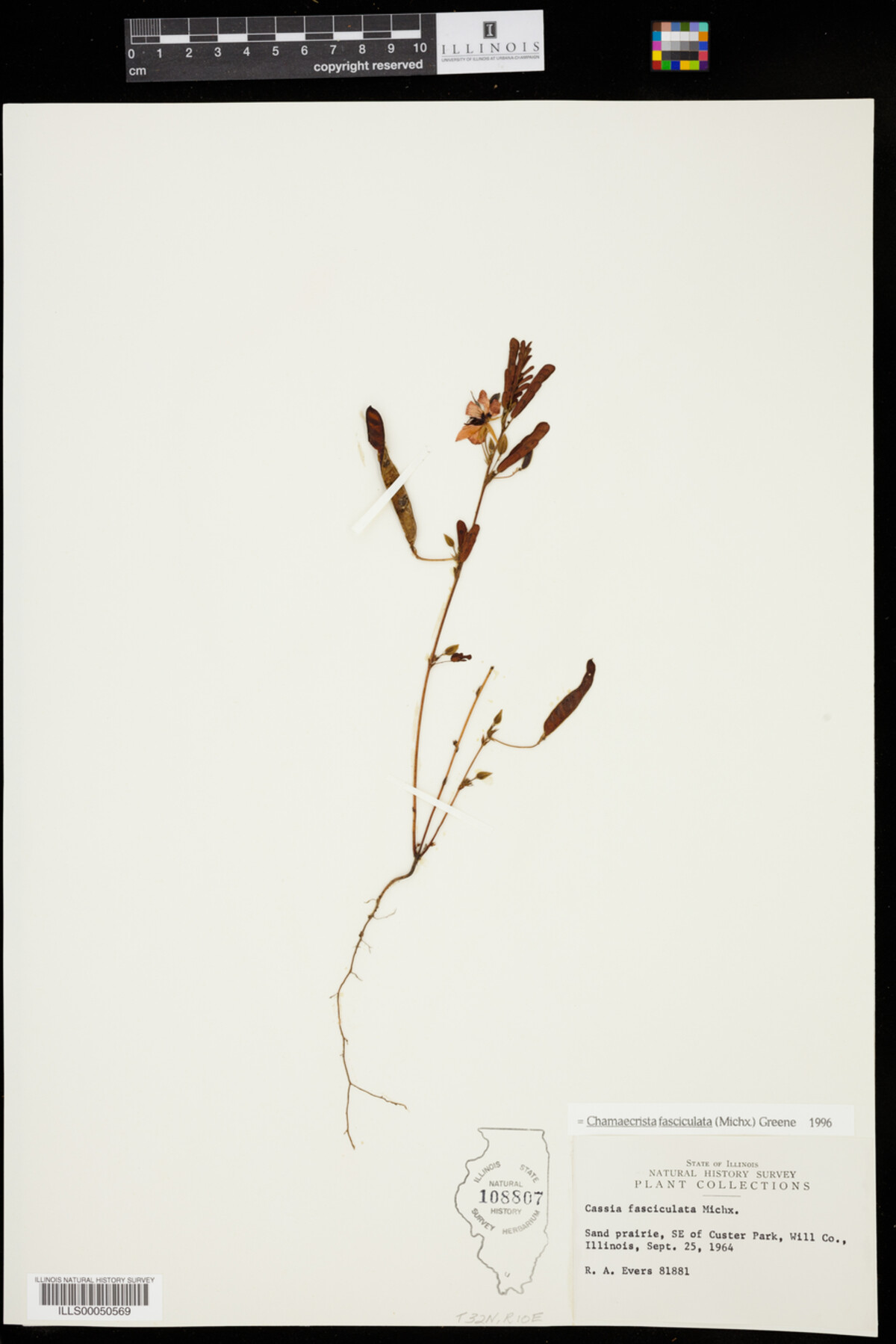 Chamaecrista fasciculata image