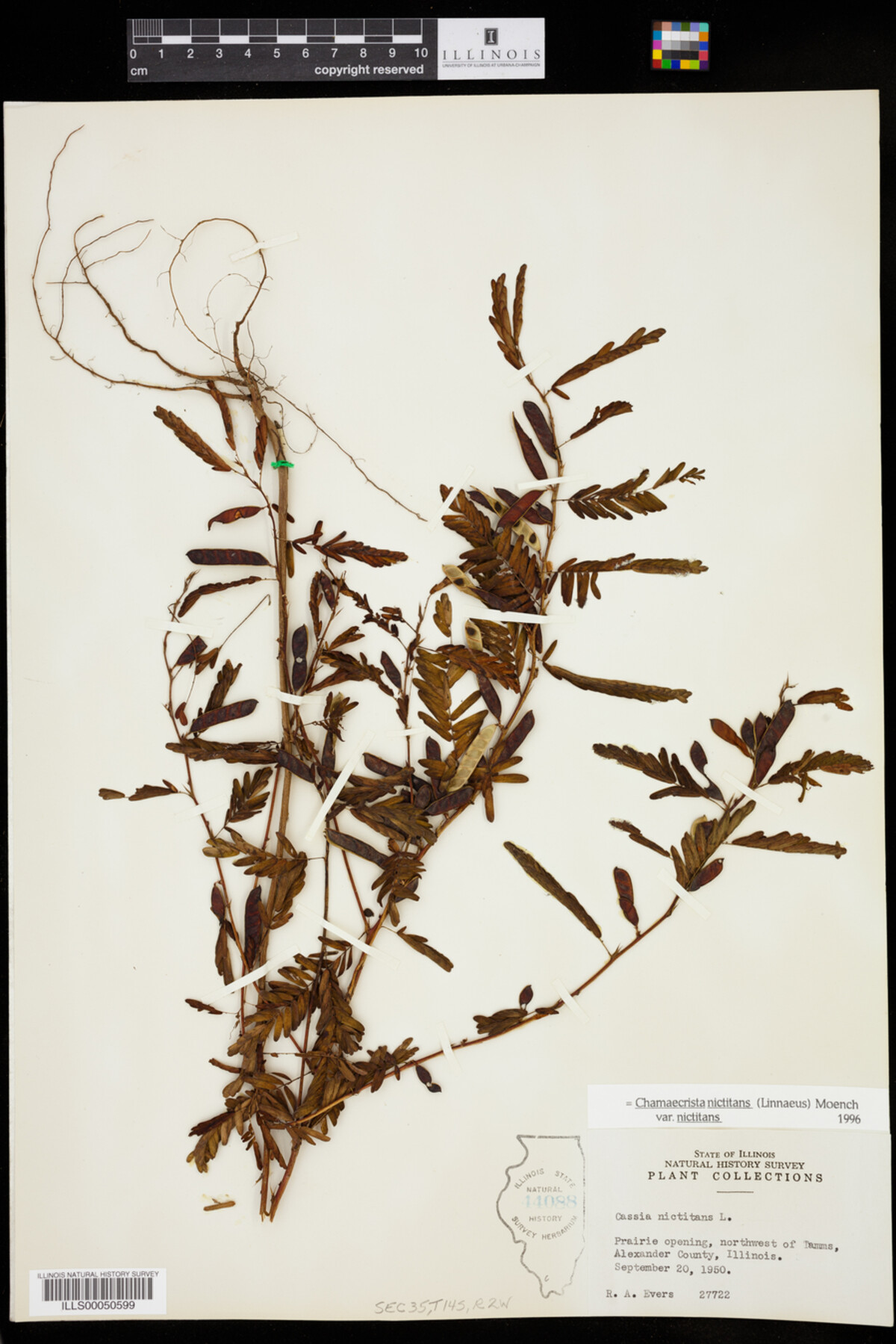 Chamaecrista nictitans var. nictitans image