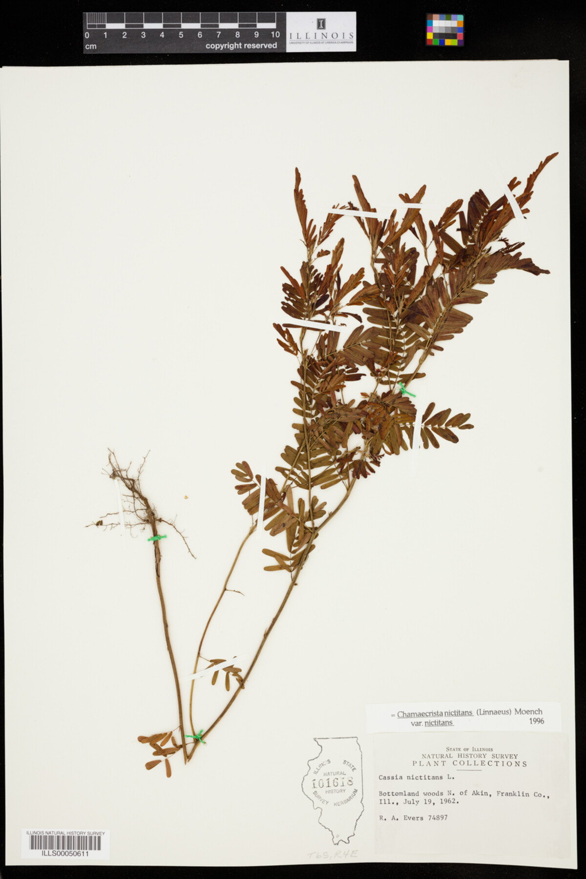 Chamaecrista nictitans var. nictitans image