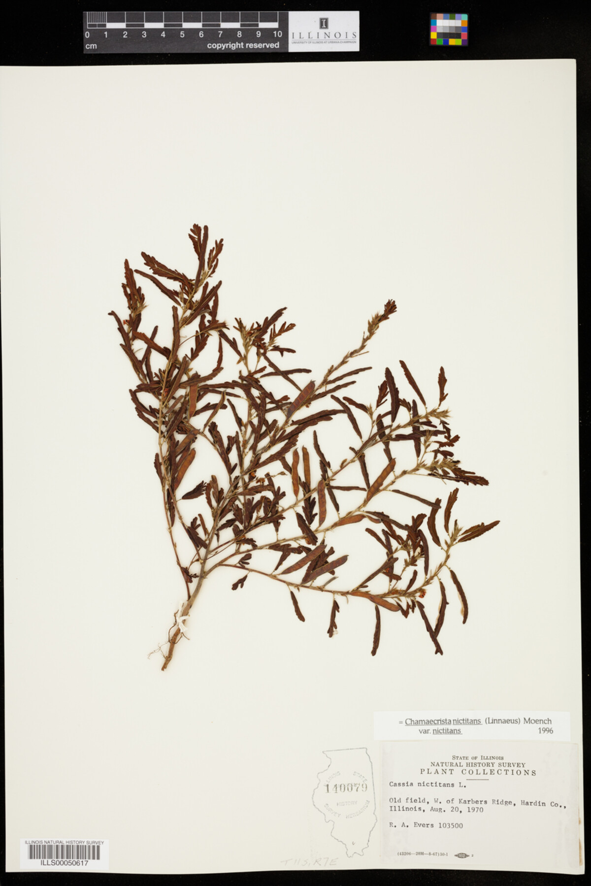 Chamaecrista nictitans var. nictitans image