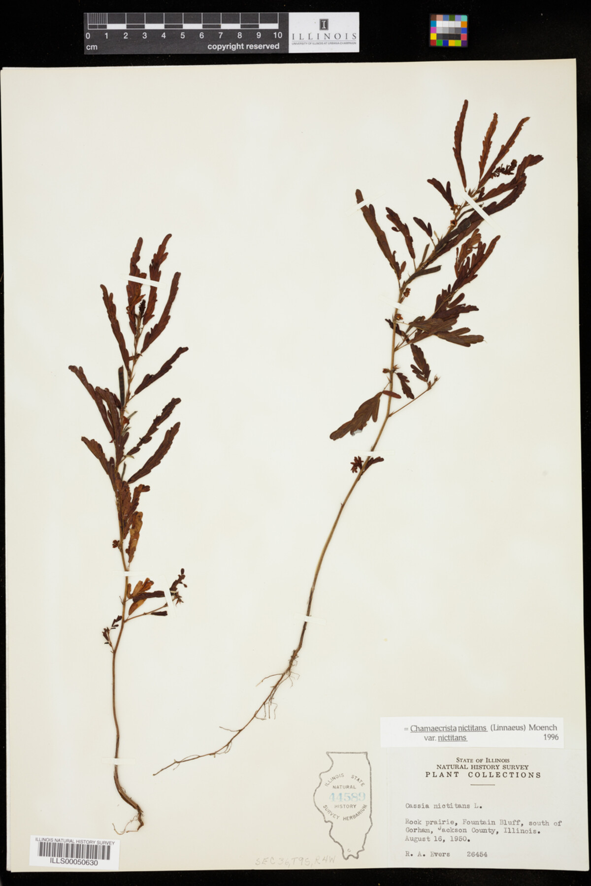 Chamaecrista nictitans ssp. nictitans image