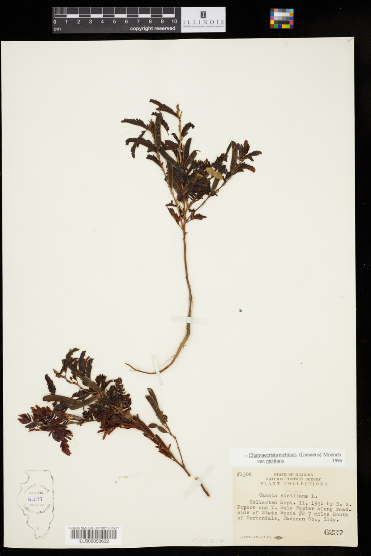 Chamaecrista nictitans ssp. nictitans image