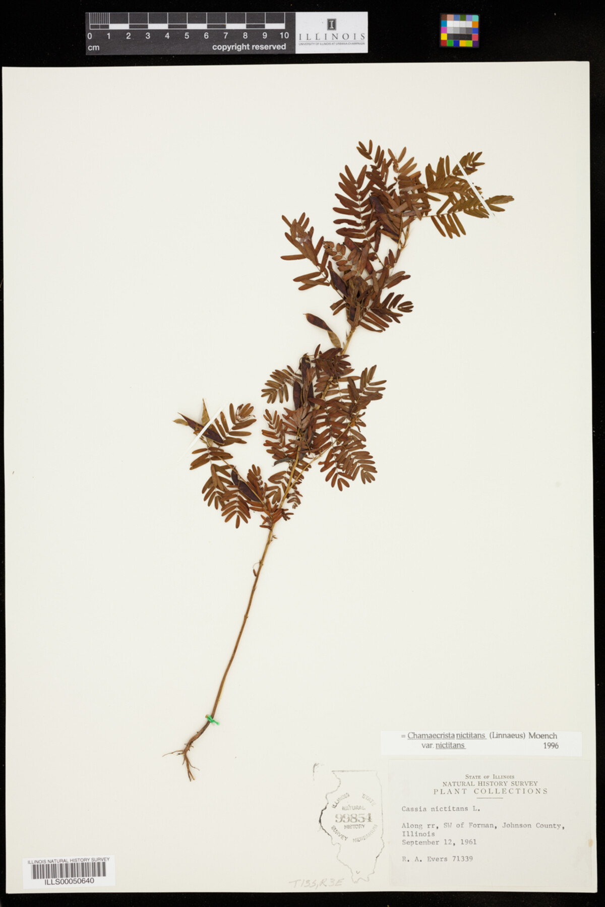 Chamaecrista nictitans image