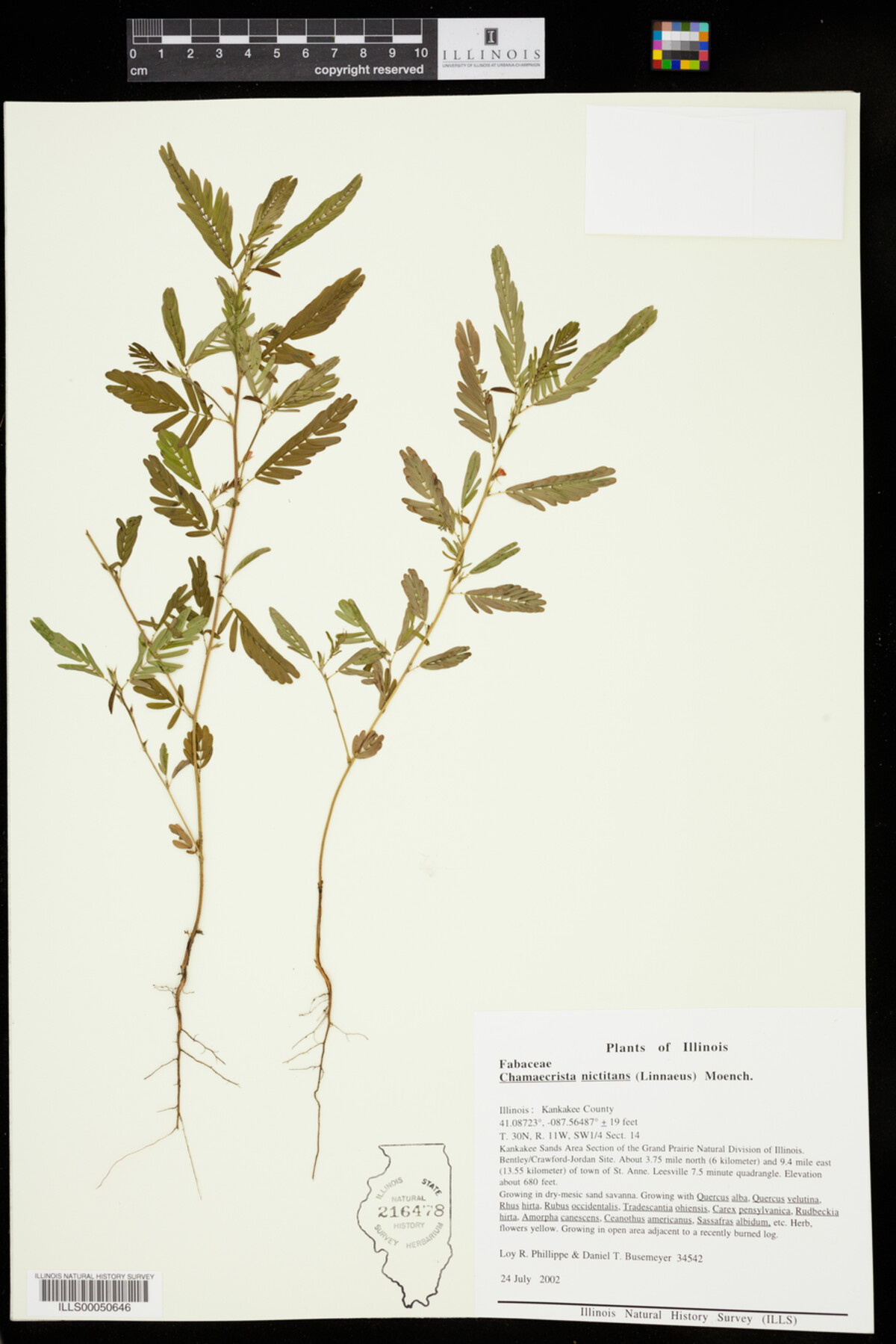 Chamaecrista nictitans image