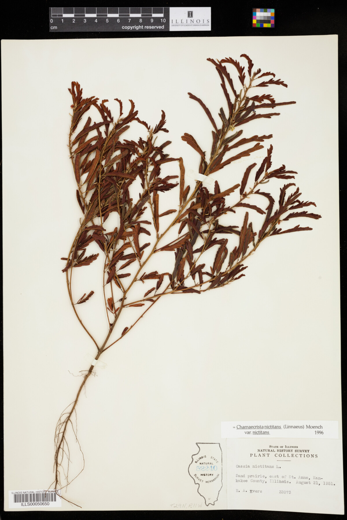 Chamaecrista nictitans var. nictitans image