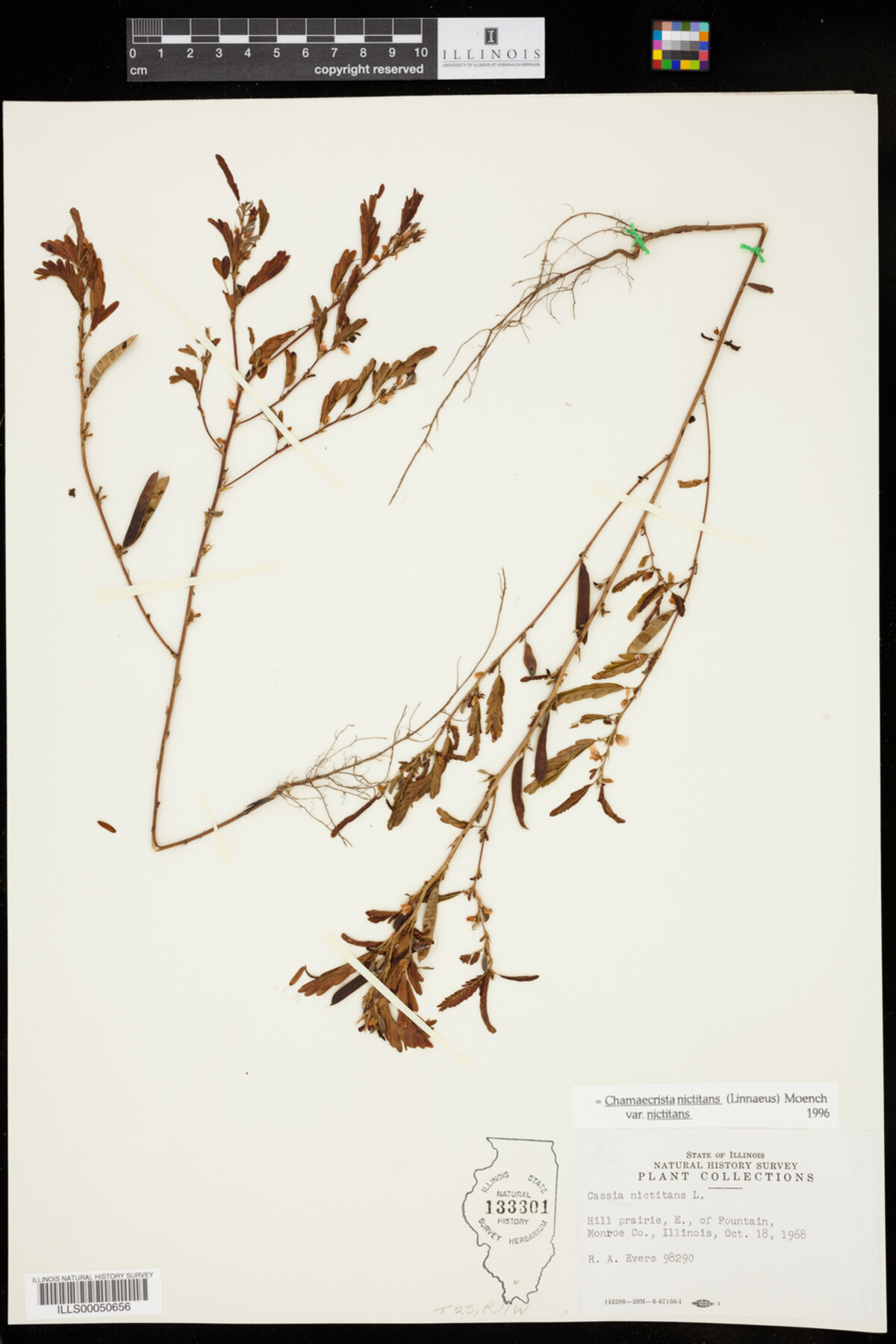 Chamaecrista nictitans image