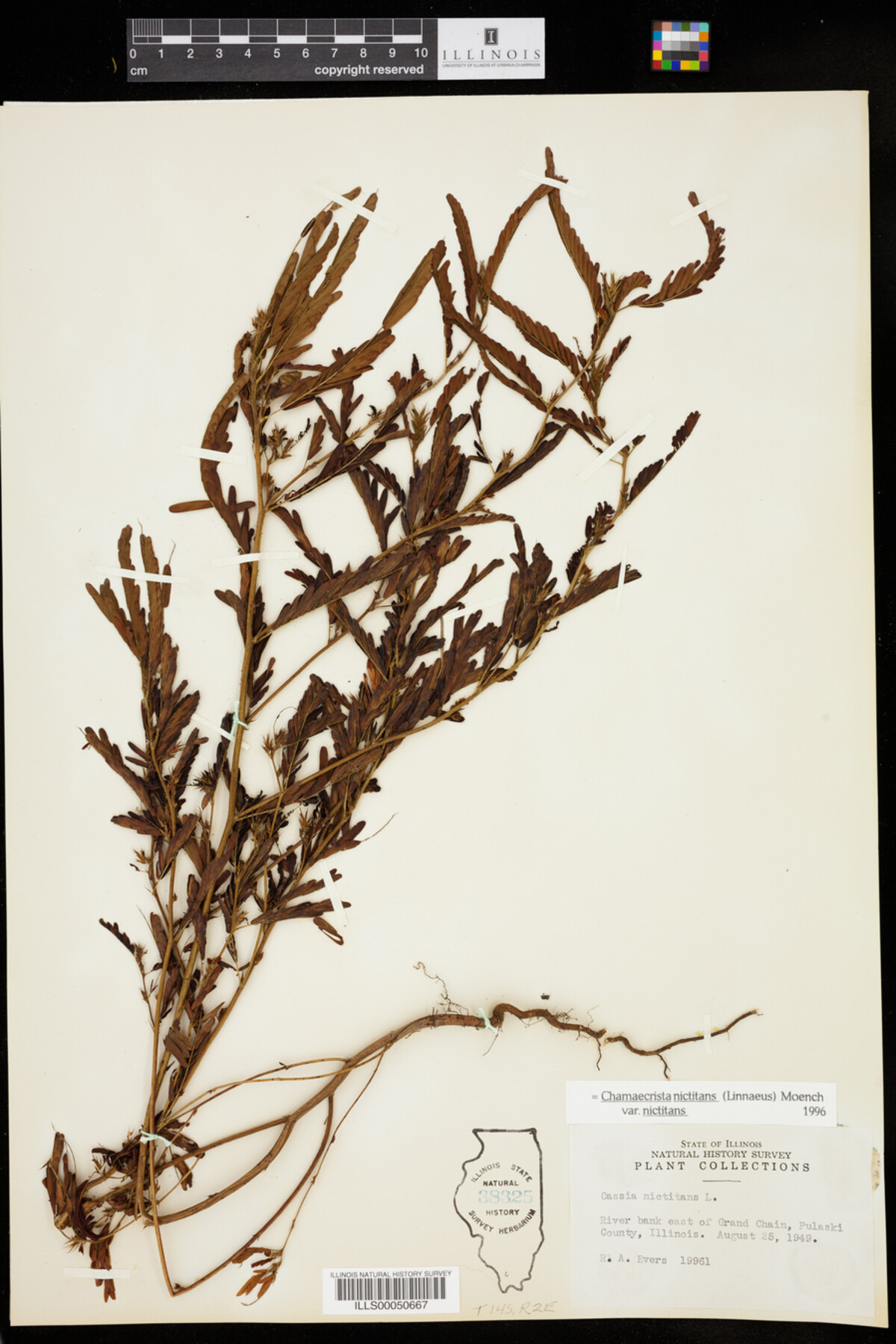 Chamaecrista nictitans ssp. nictitans image