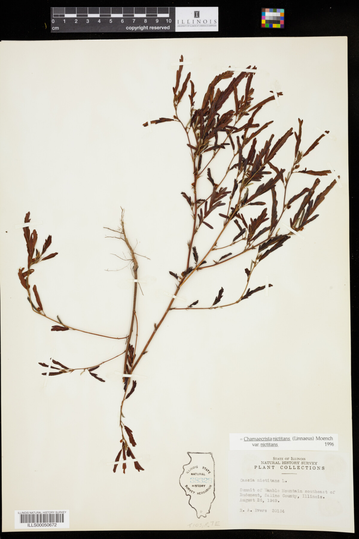 Chamaecrista nictitans image