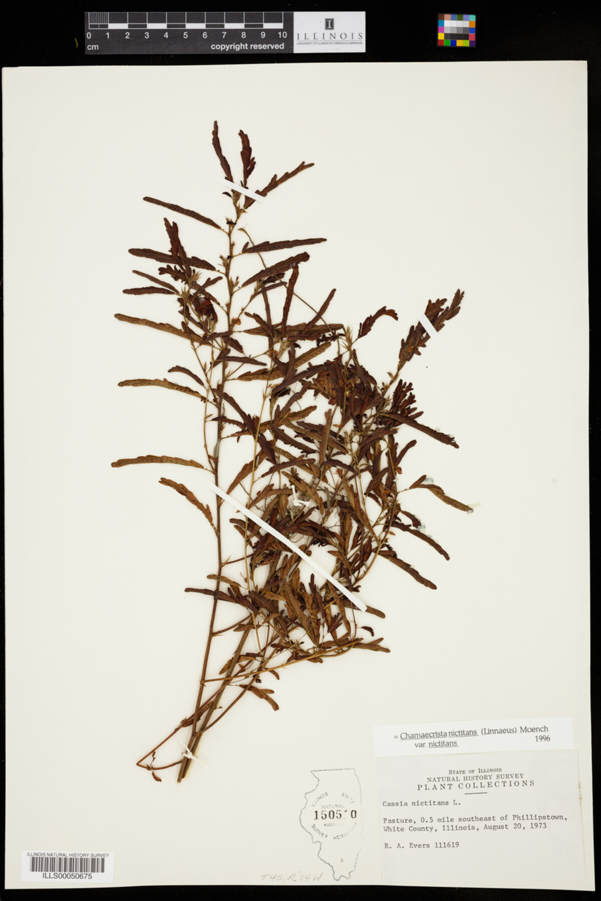 Chamaecrista nictitans var. nictitans image