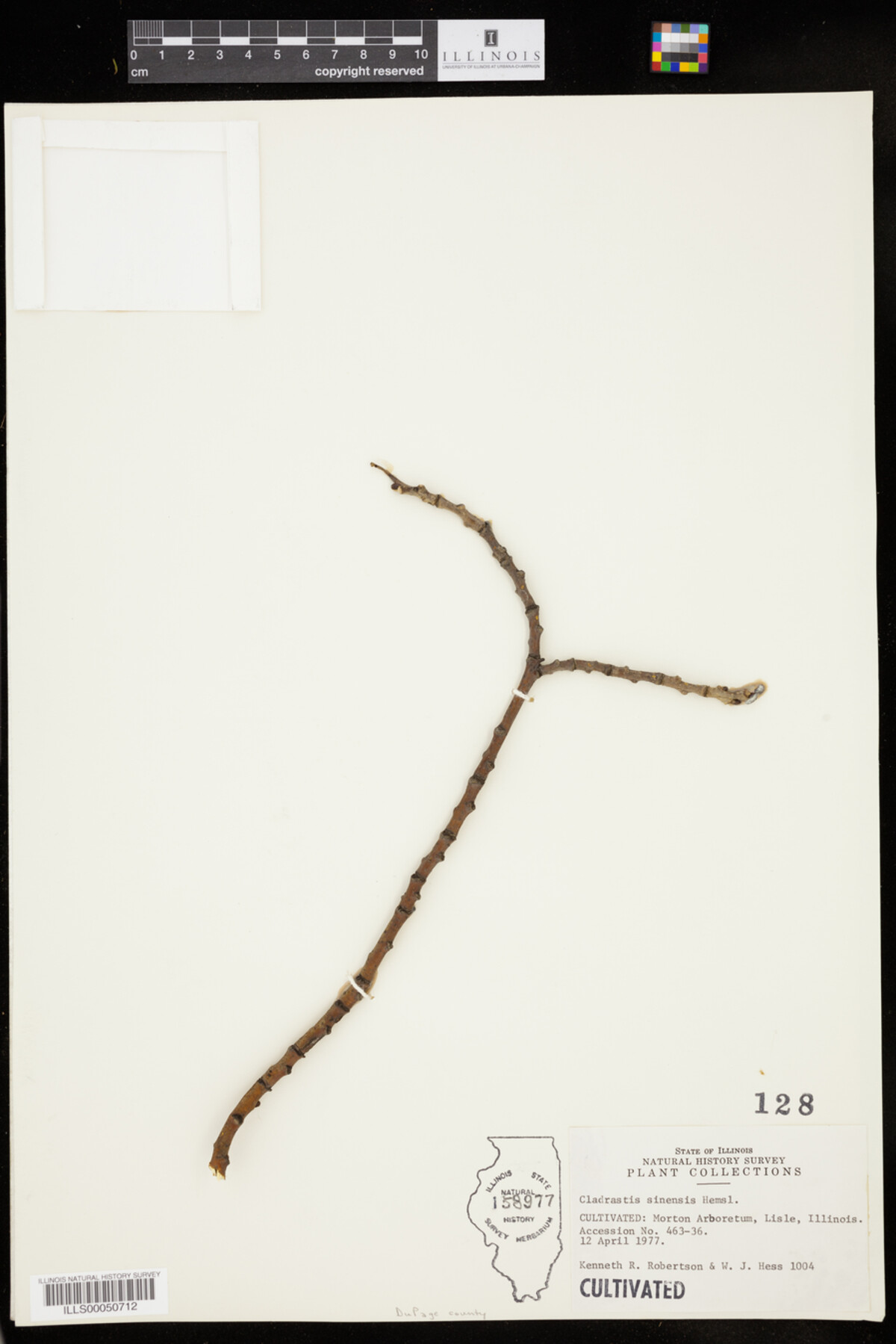 Cladrastis sinensis image