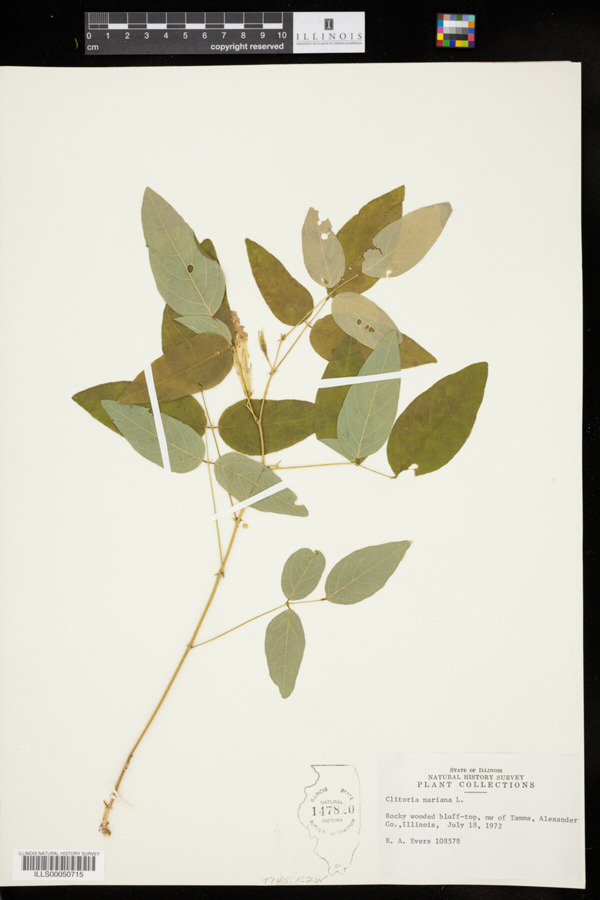 Clitoria mariana image