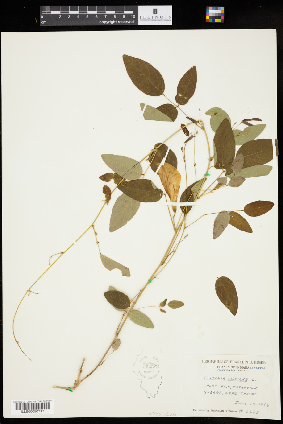 Clitoria mariana image