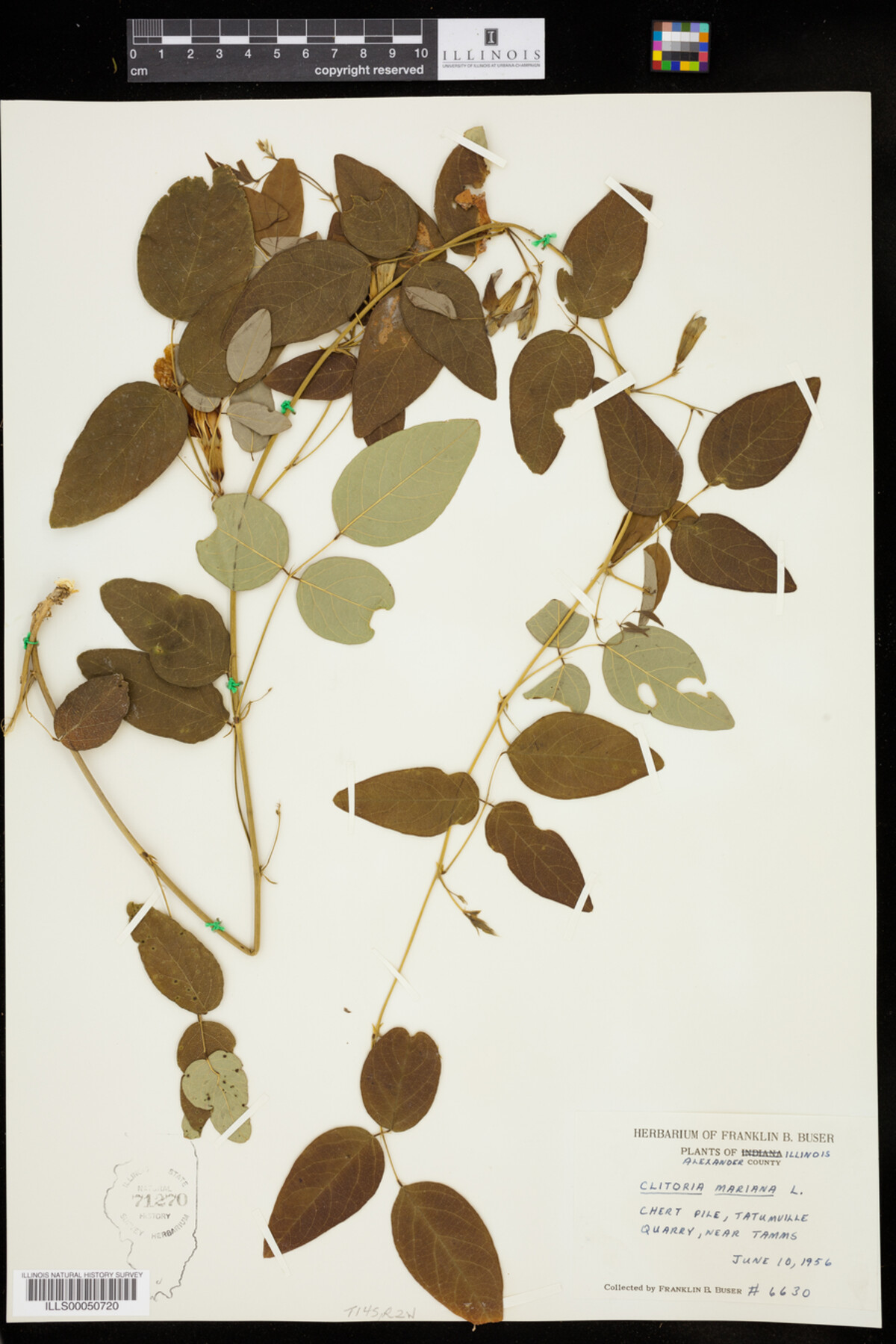 Clitoria image