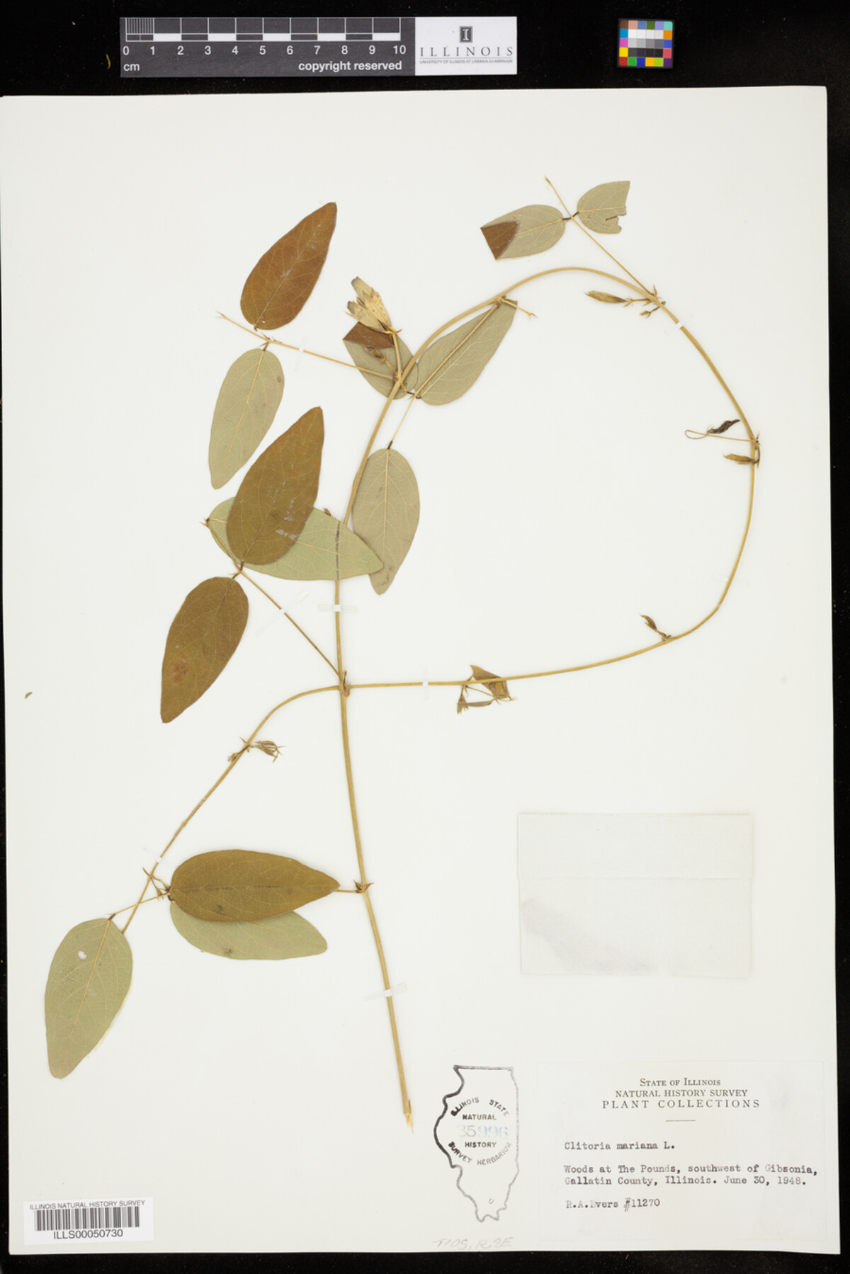 Clitoria mariana image