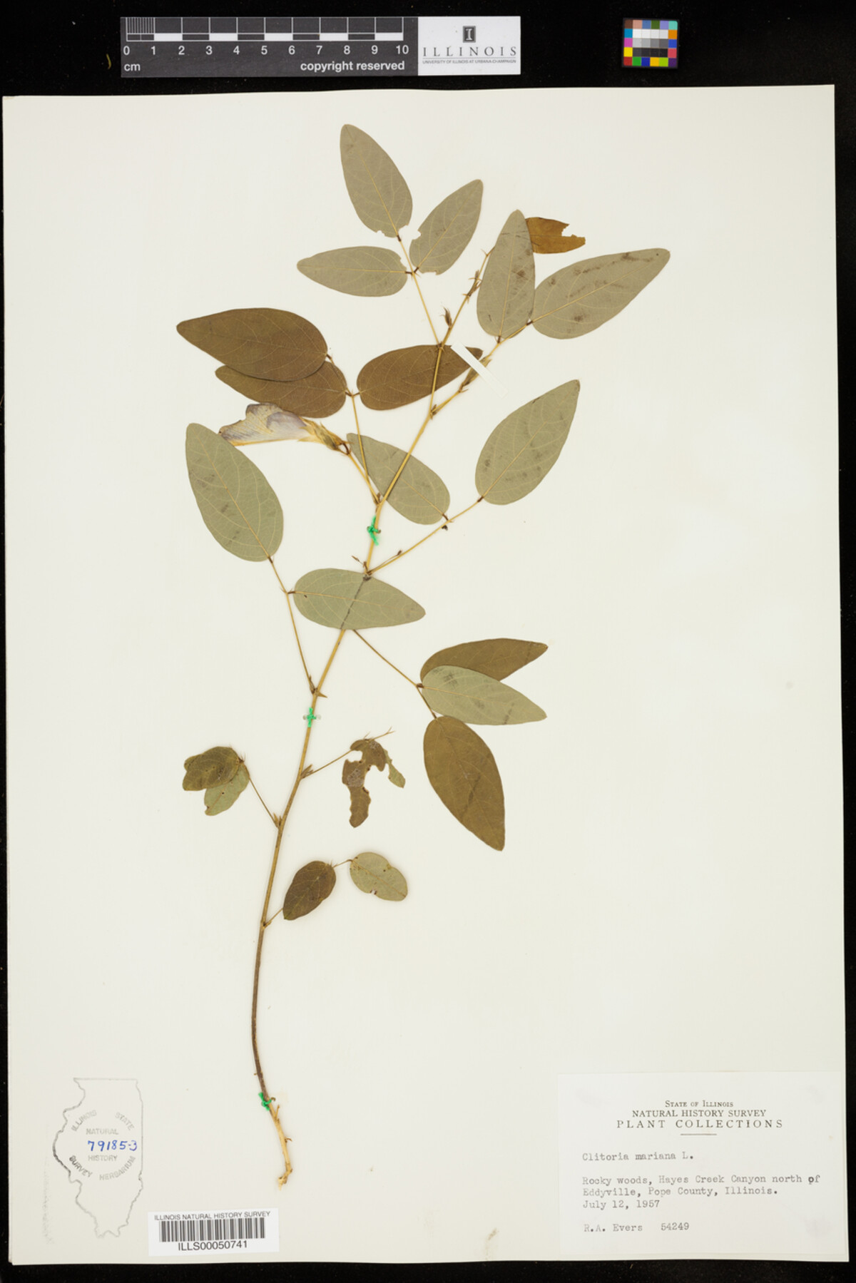 Clitoria mariana image