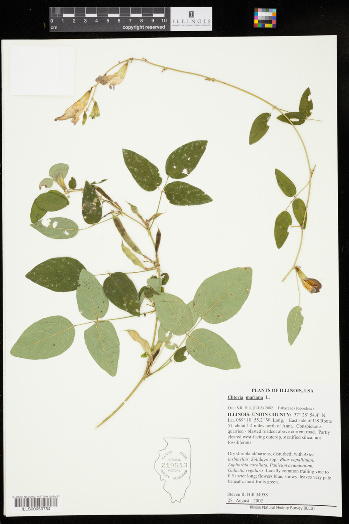 Clitoria mariana image