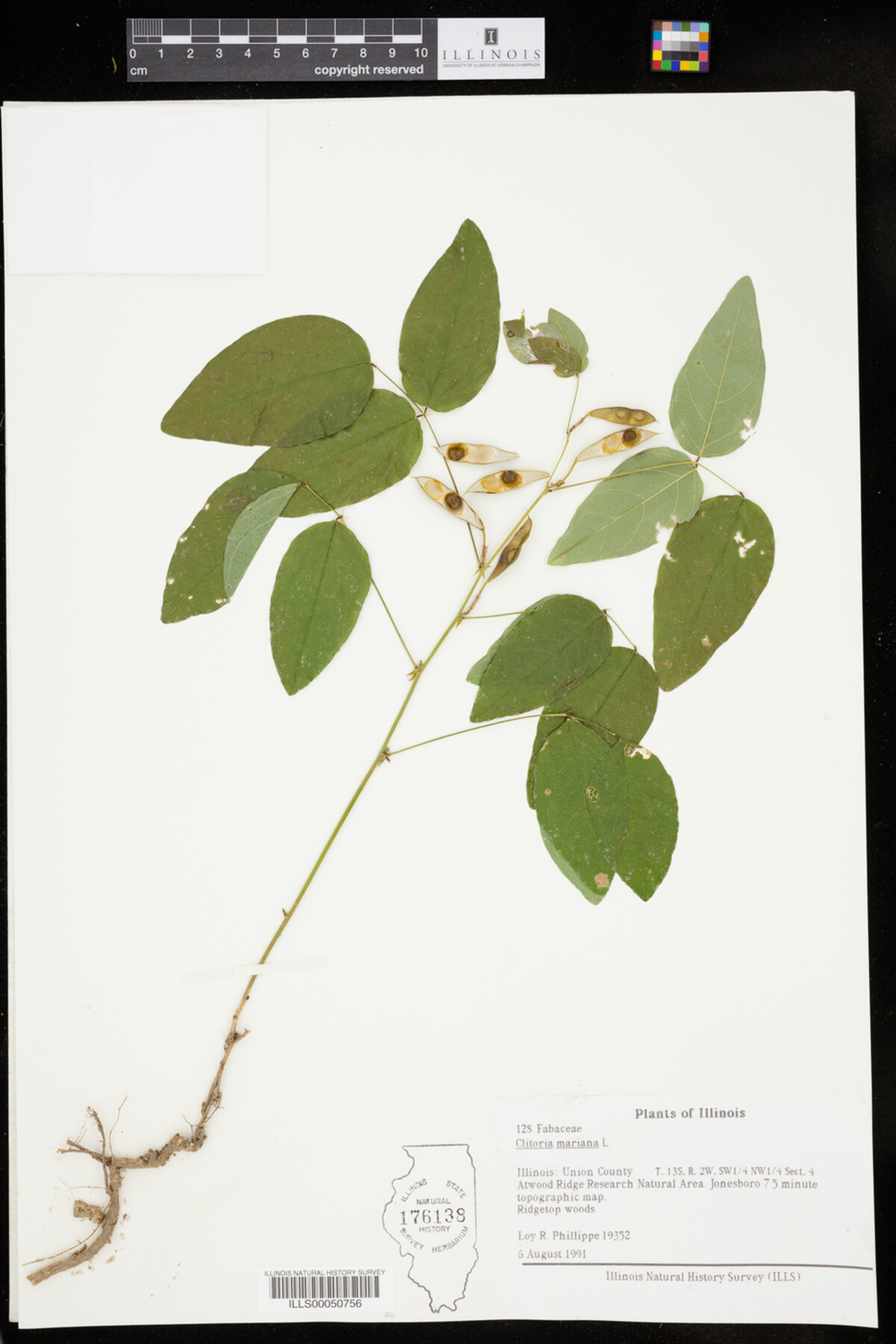 Clitoria mariana image