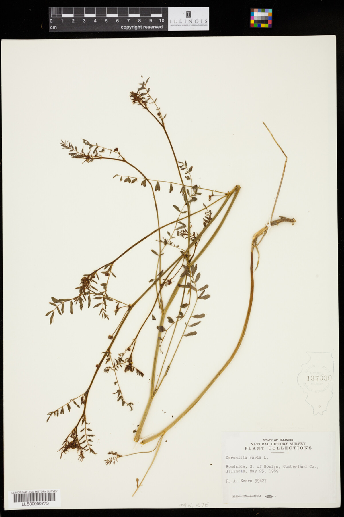 Securigera varia image