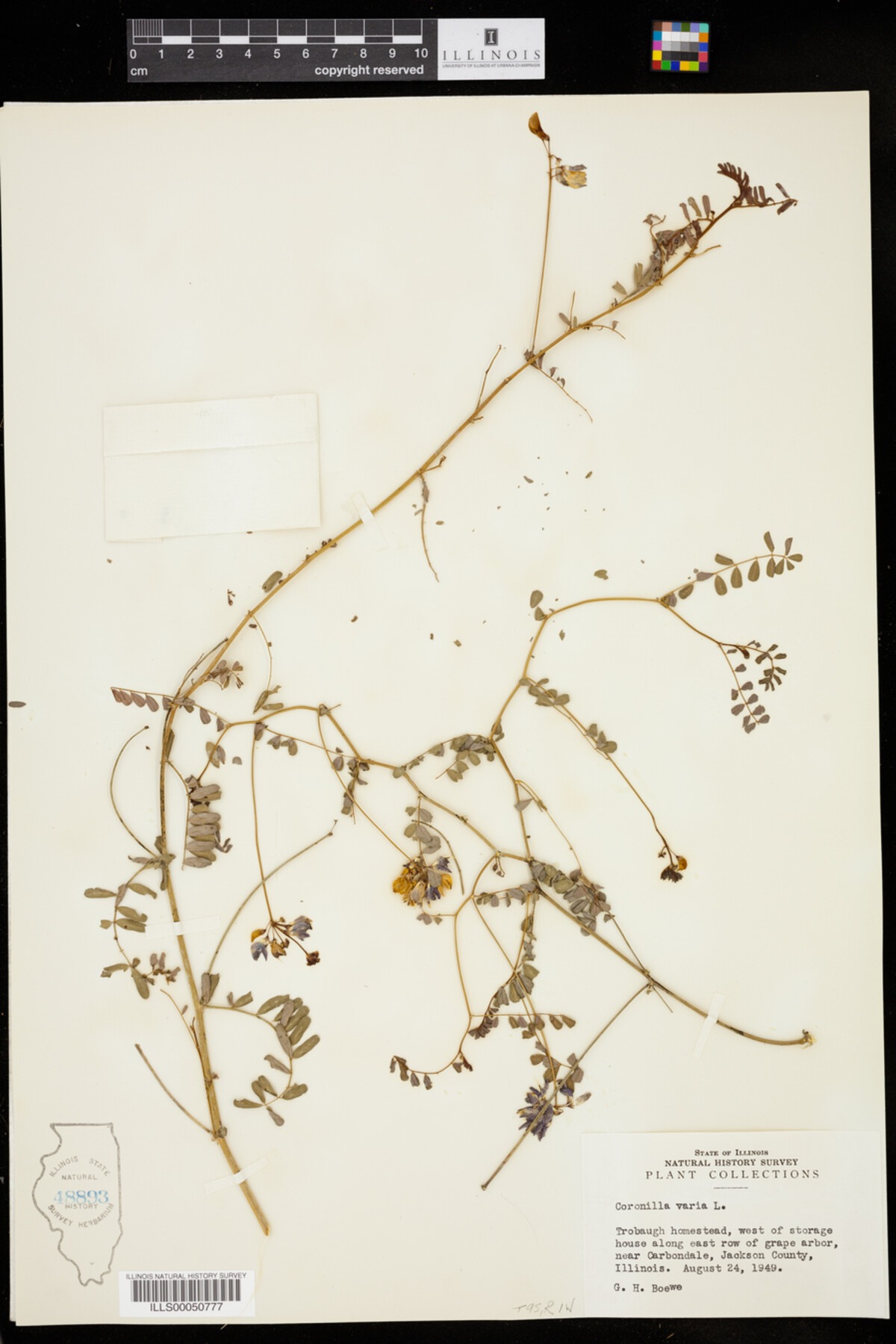 Securigera varia image