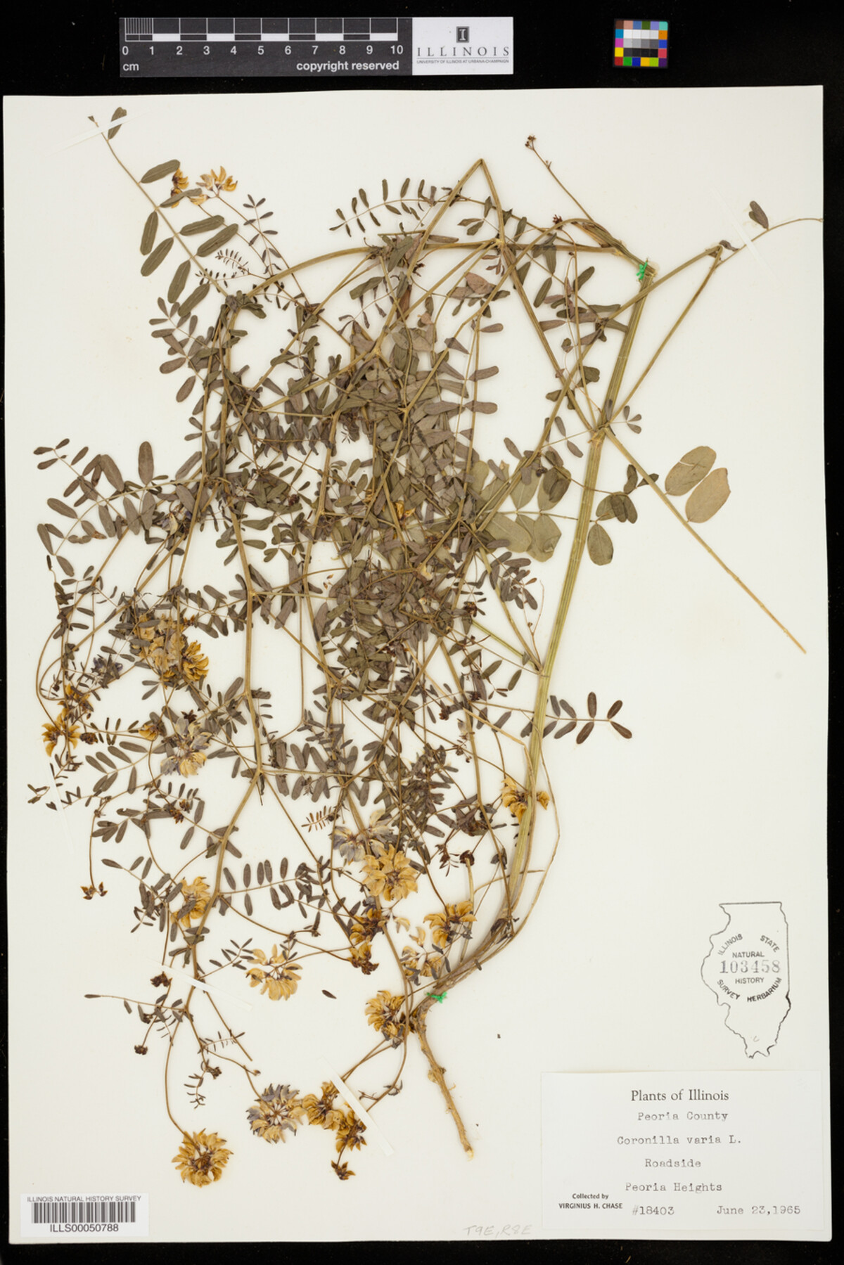 Securigera varia image