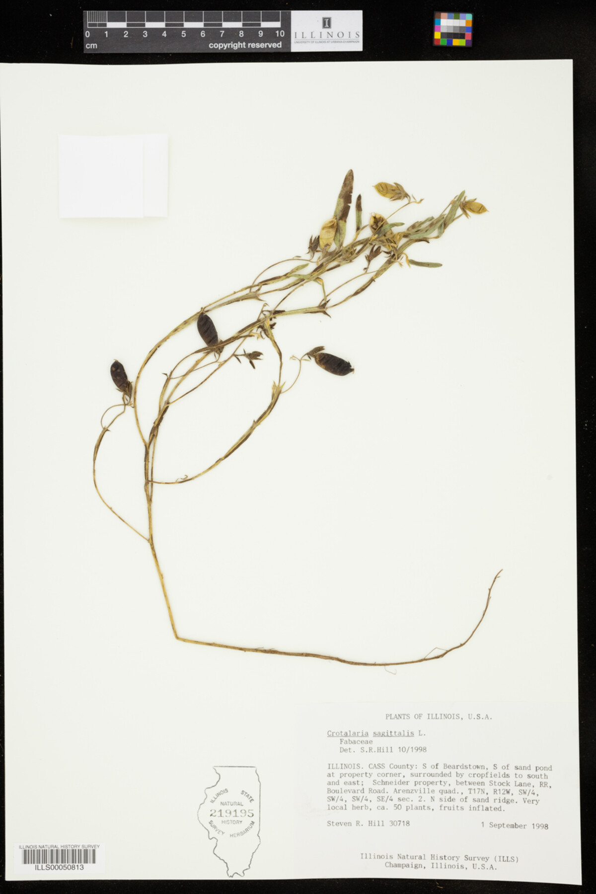 Crotalaria sagittalis image