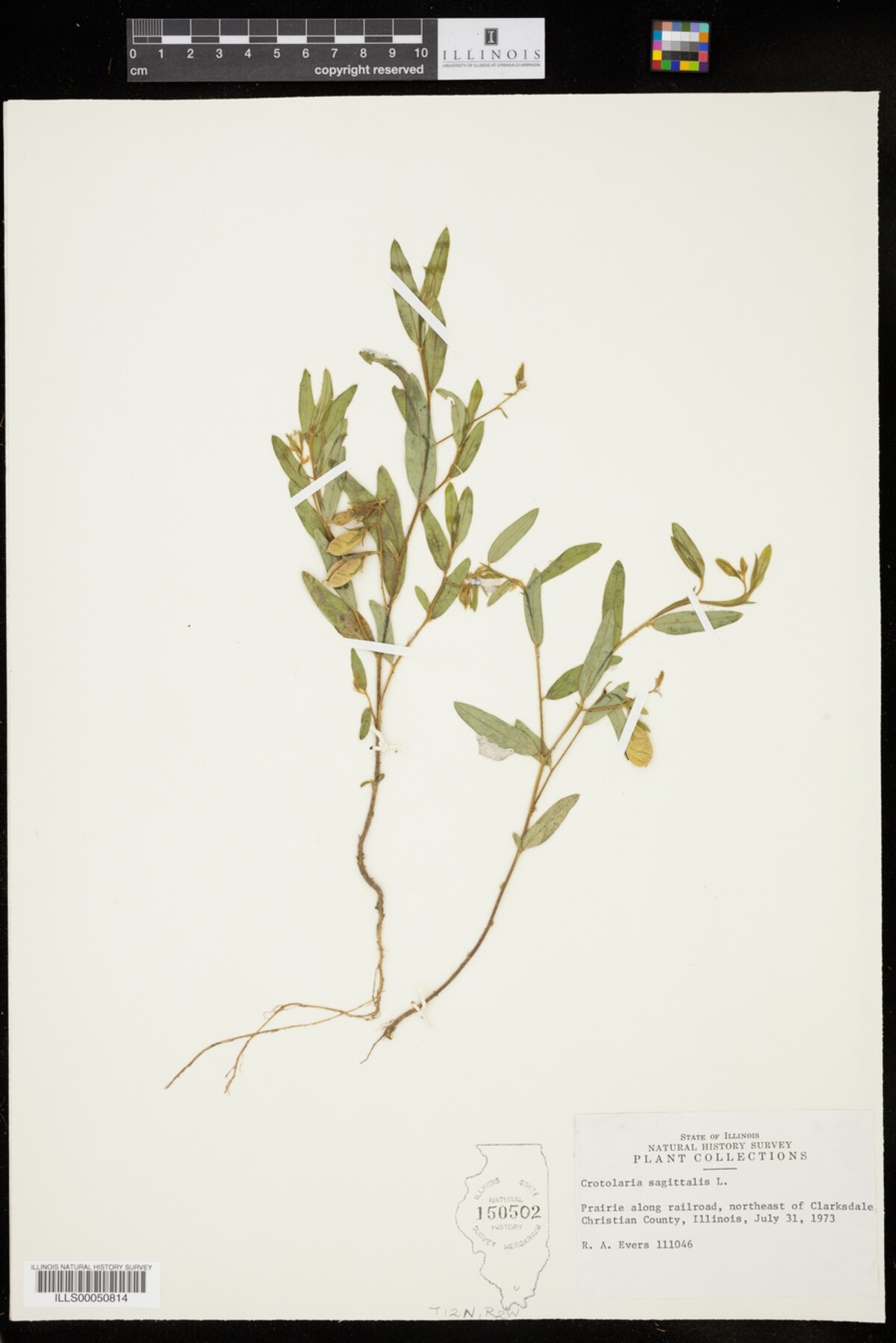Crotalaria sagittalis image